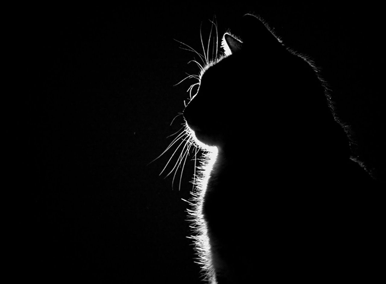 cats silhouette sitting HD Wallpaper   Animals Zoo 933084