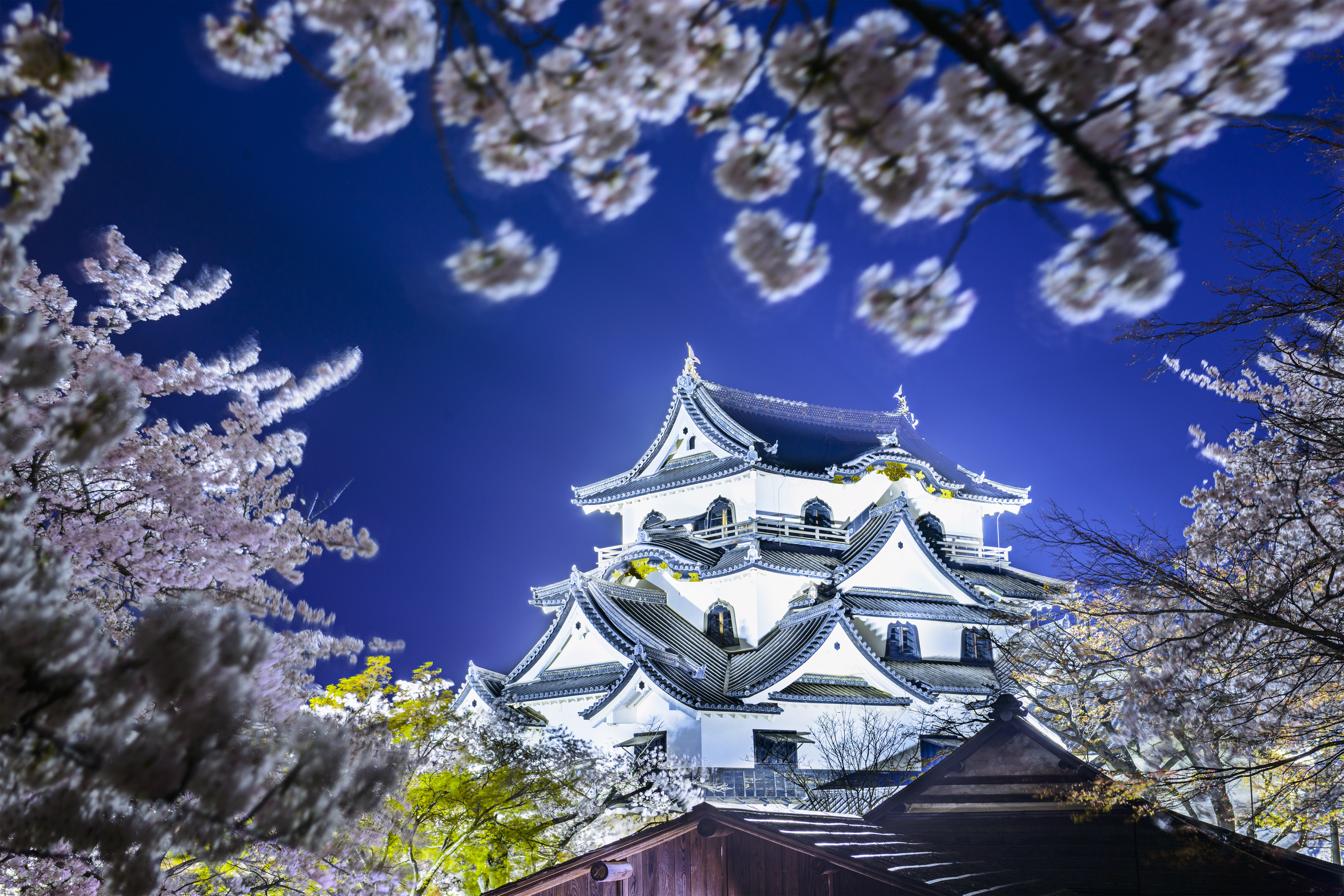  Wallpaper Hikone Japan Hikone Castle Hikone Japan spring cherry 6000x4000