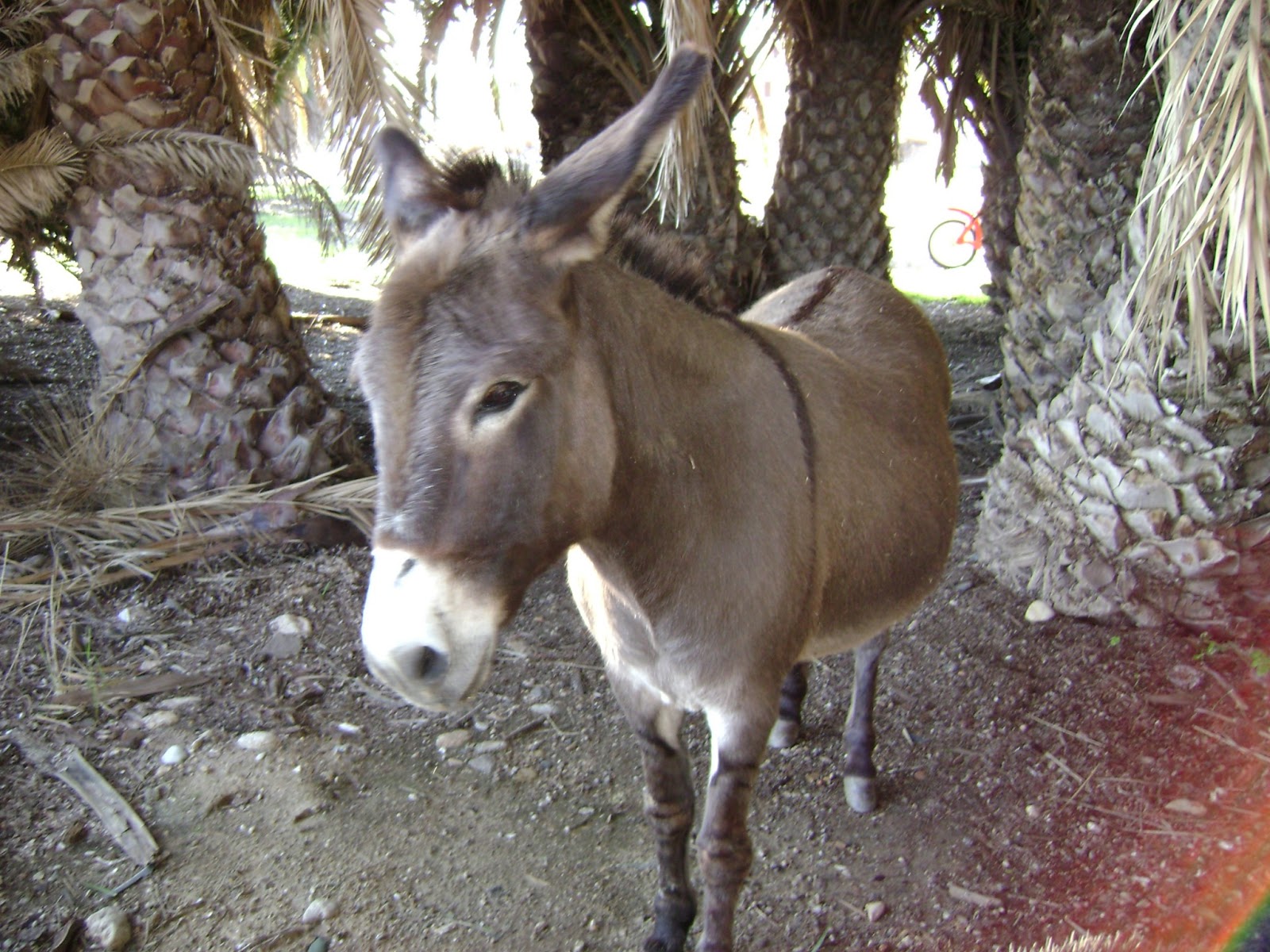 Donkey Animal HD Image 1080p Fine