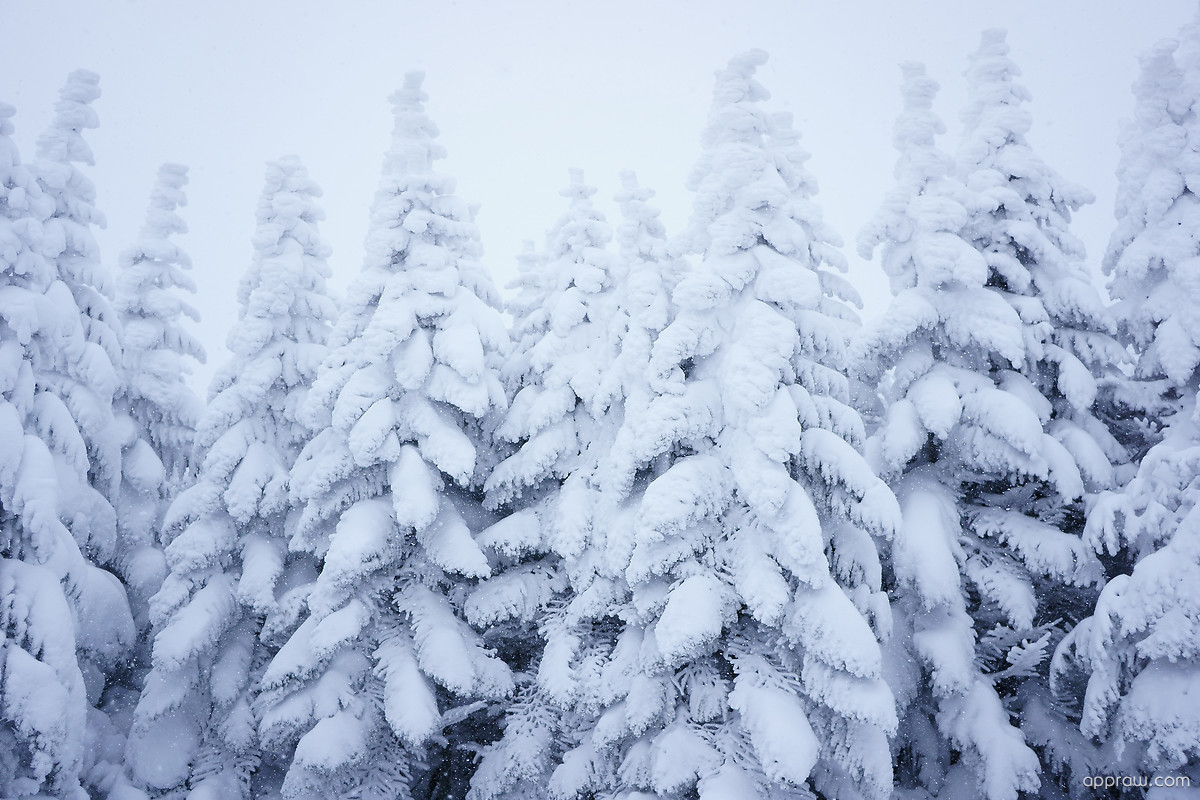 Snow Pine Trees Wallpaper download   Christmas HD Wallpaper   Appraw