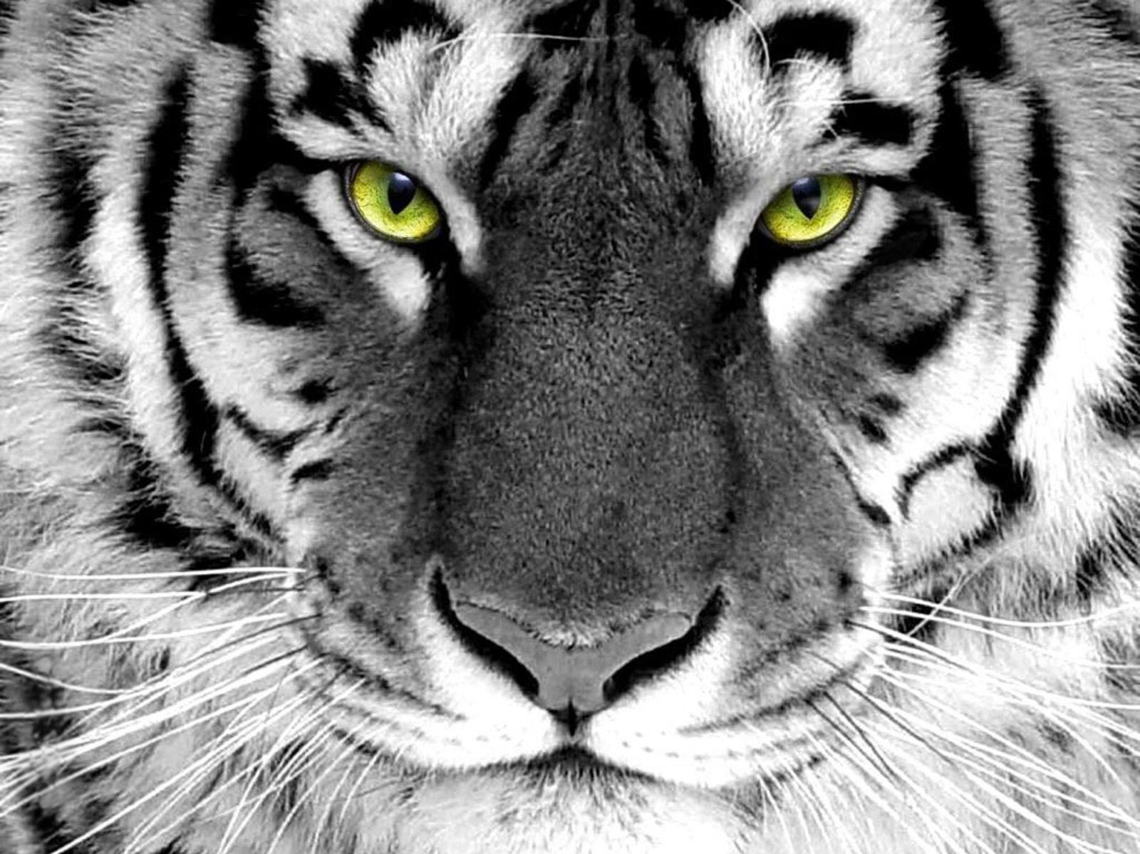 70] Wallpaper White Tiger