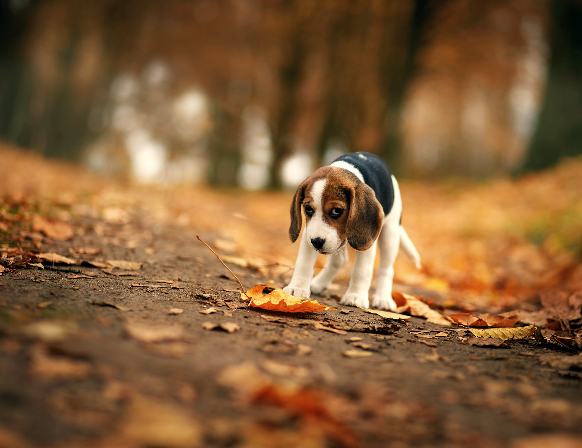 Beagle Dog Wallpaper Pictures Umad