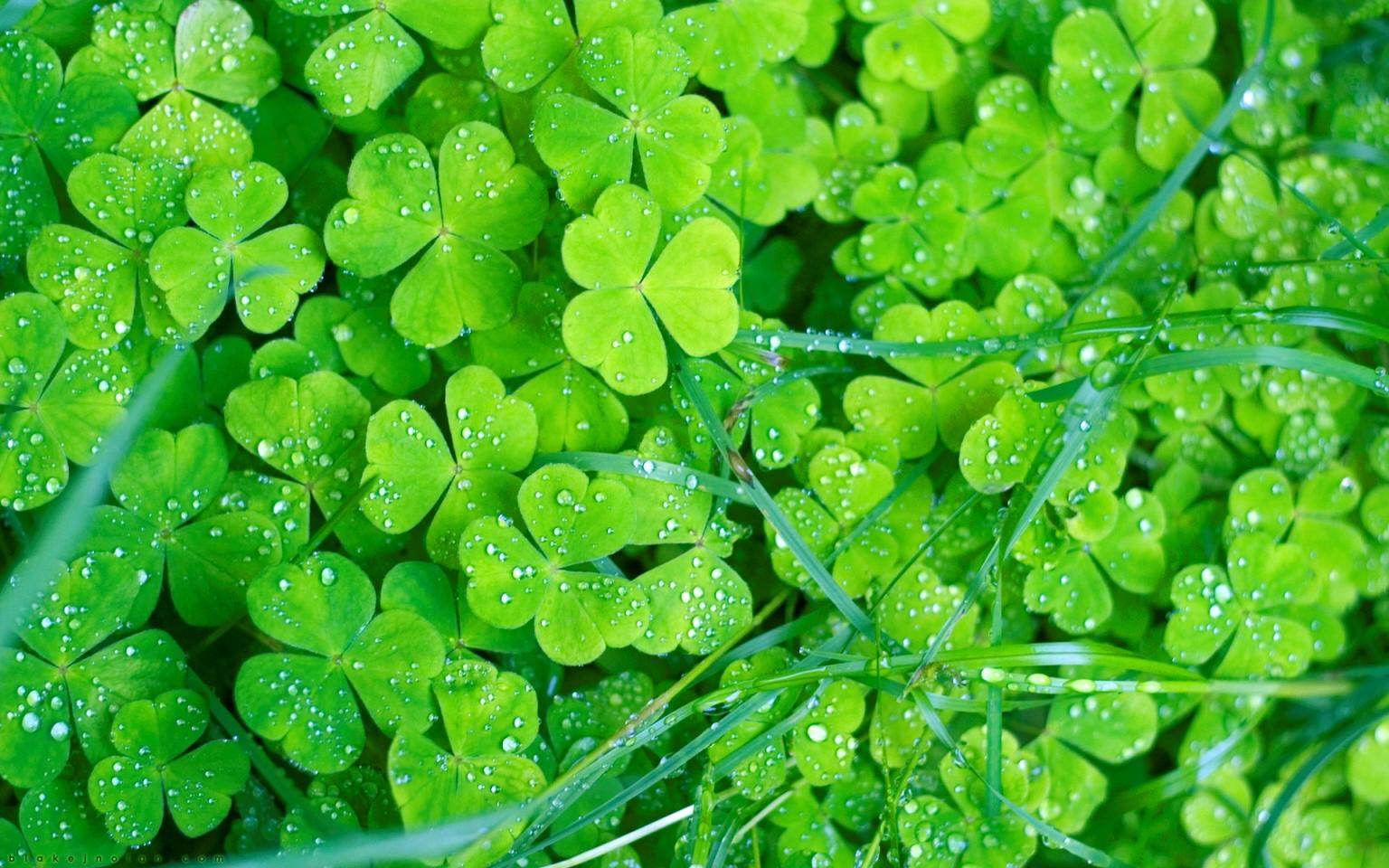 Irish Wallpaper Background For Your