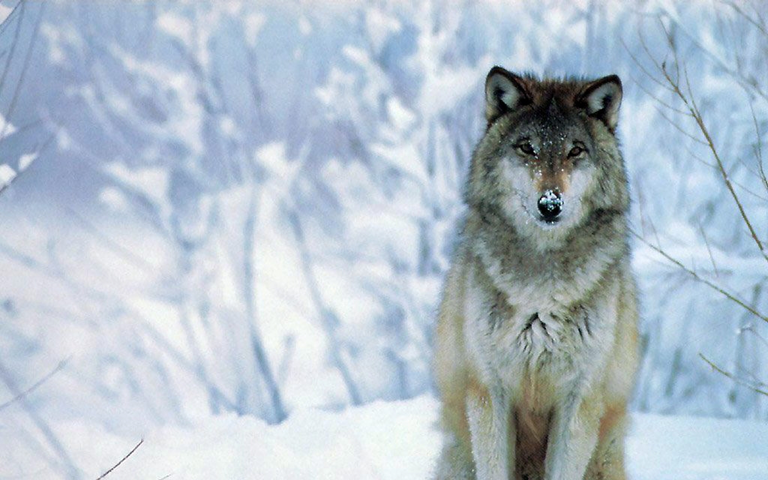 Winter Snow Wolf Wallpaper