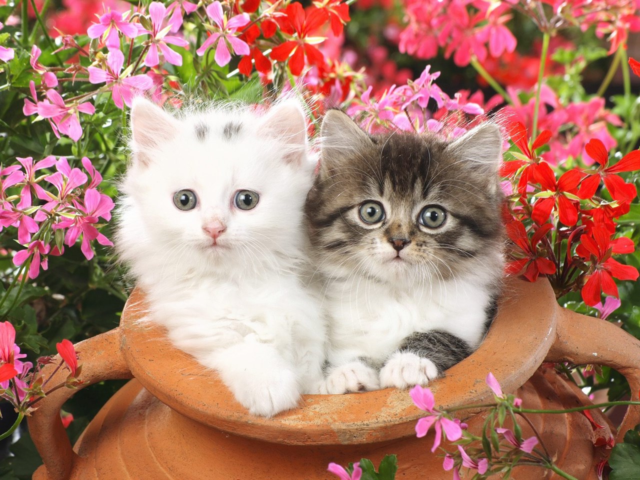 Two adorable kittens nestled in a terracotta pot amidst vibrant pink and red geranium flowers