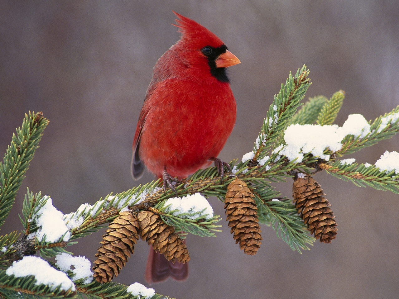 Free Cardinal Bird Color Wallpapers For PC Birds Cardinal Bird 1280x960