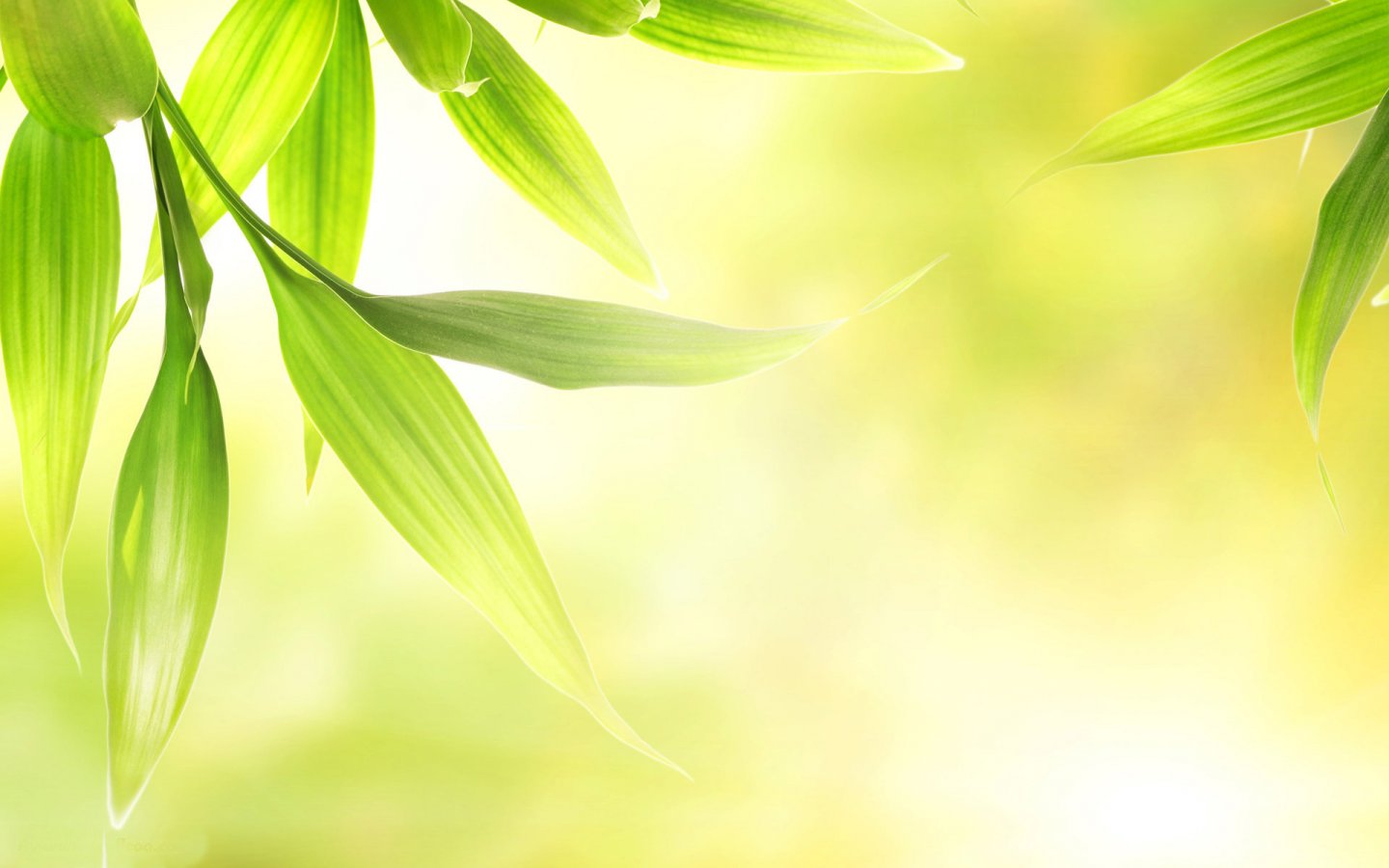 Green Leaves Wallpaper Pictures