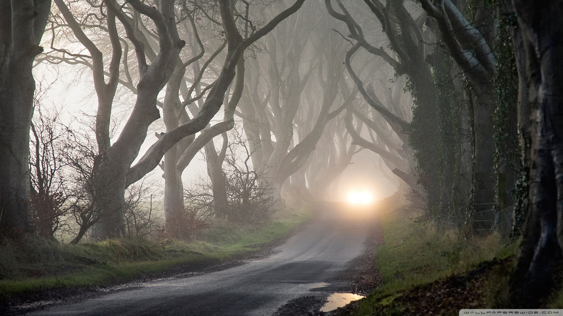 Wallpaper Background Road Through Haunted Forest