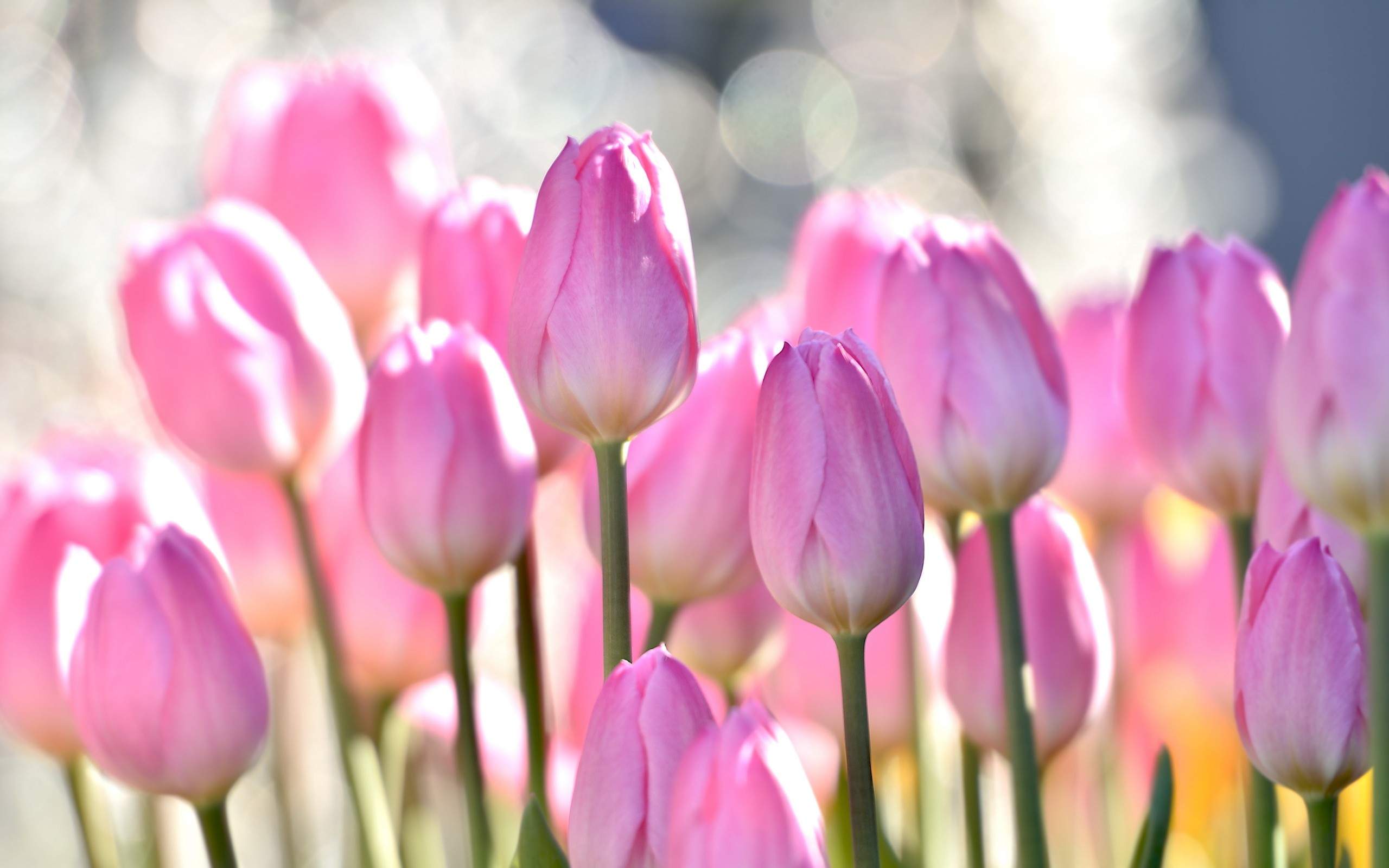 Tulips Pink Flowers Wallpaper HD For Desktop In High Quality