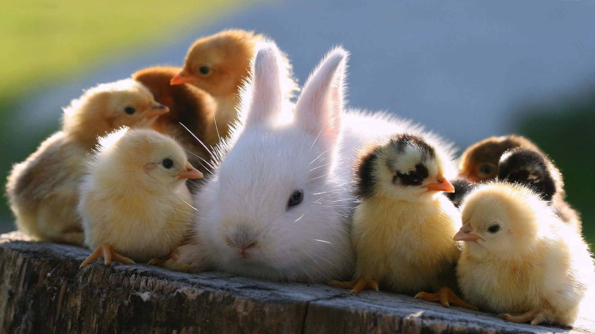 Aesthetic Animals Wallpaper
