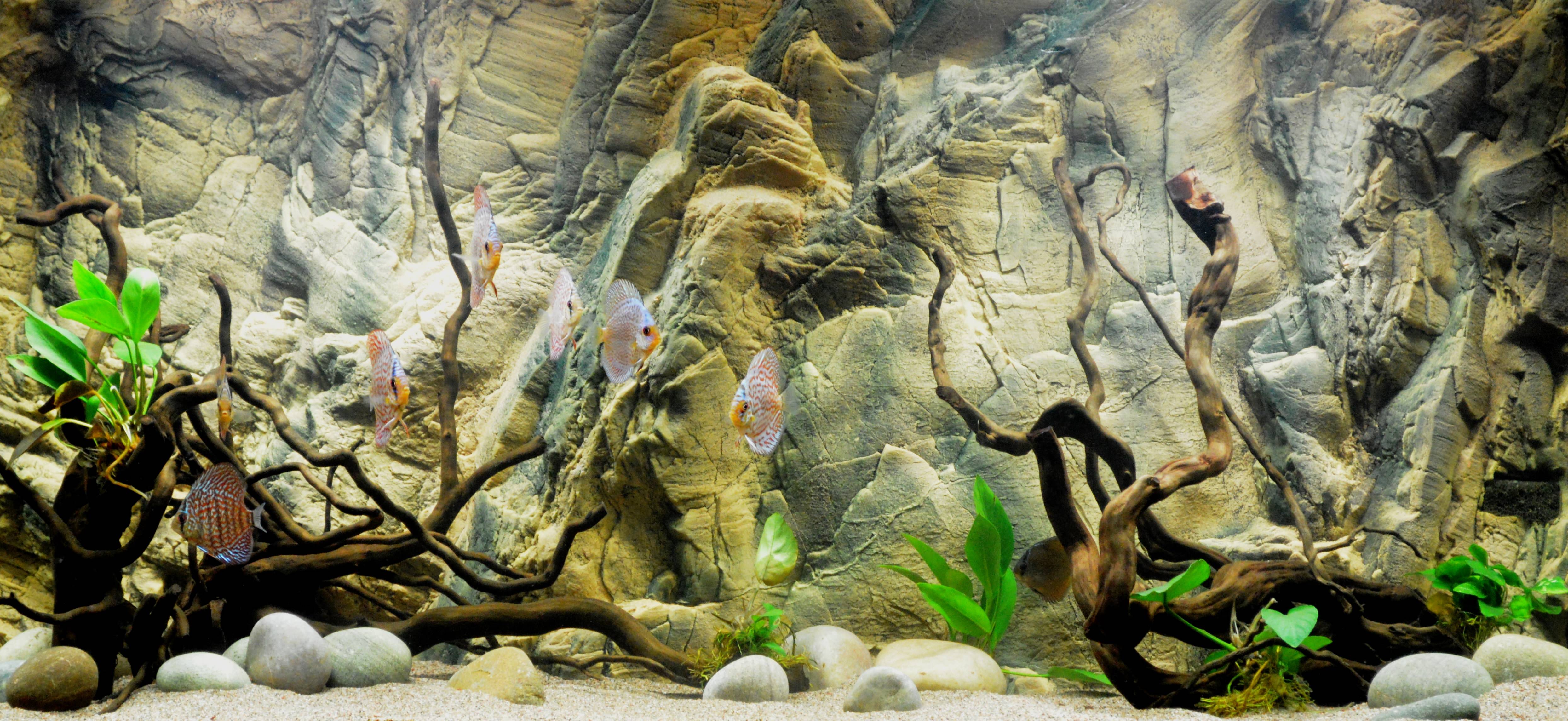 Aquarium Background Wallpaper Image Pictures