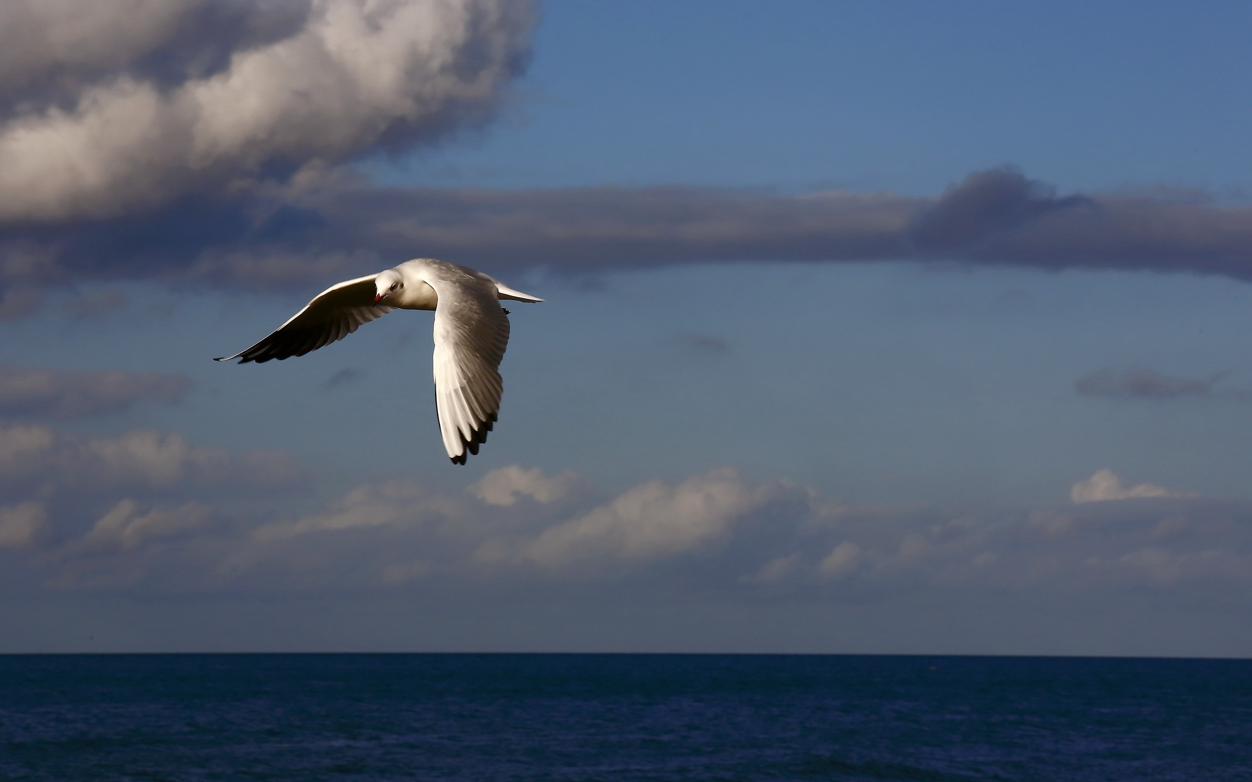 Download Wallpaper birds sea sky clouds flying HD Background