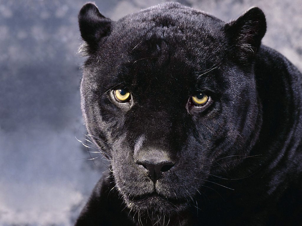 Animals Zoo Park Black Panther Wallpapers   Animals Hq Backgrounds 1024x768