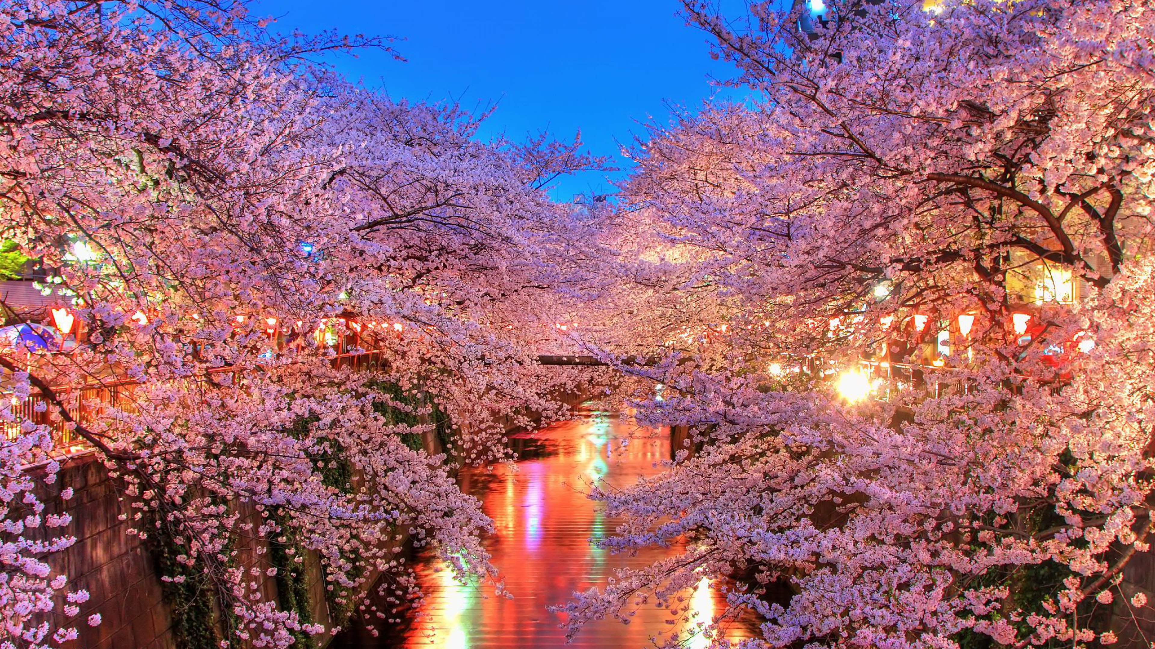 hanami Blossom Sakura Japan Wallpaper Background 4K Ultra HD