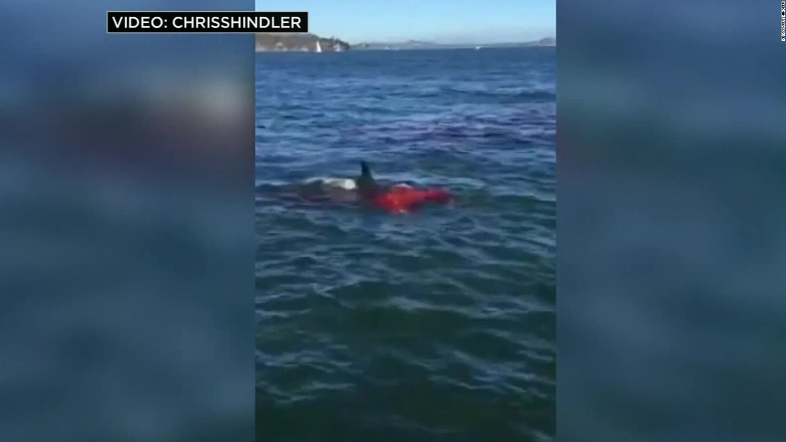 Bloody Shark Attack Caught On Camera Cnn Video