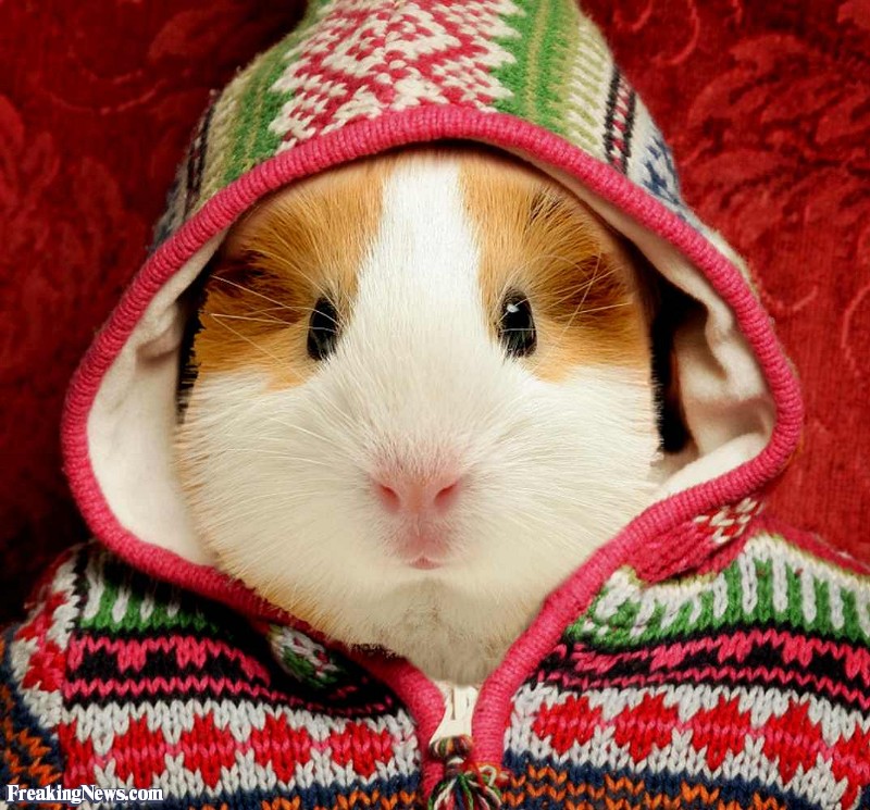 Funny Guinea Pictures Freaking News