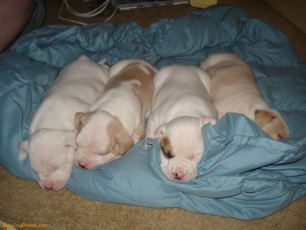 Cute Puppies Picture Pitbull