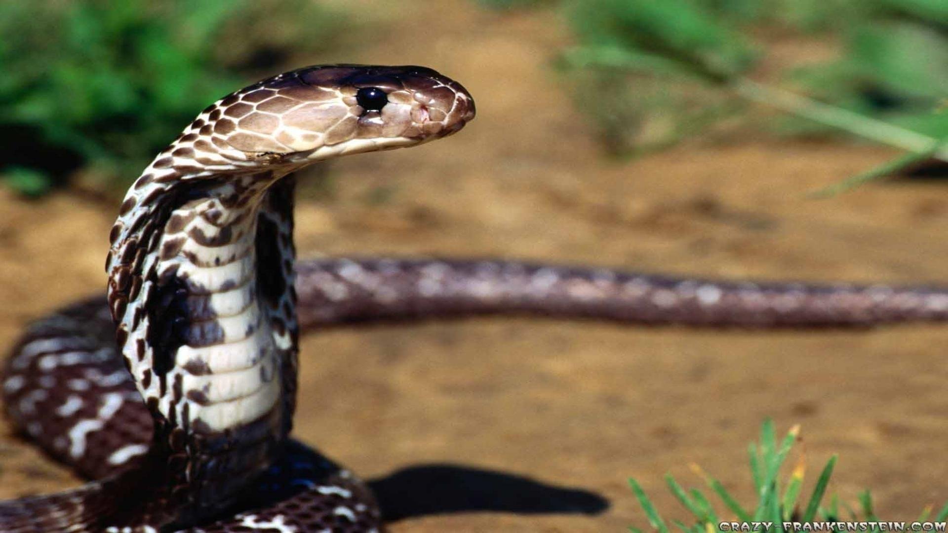 snake wallpaper HD