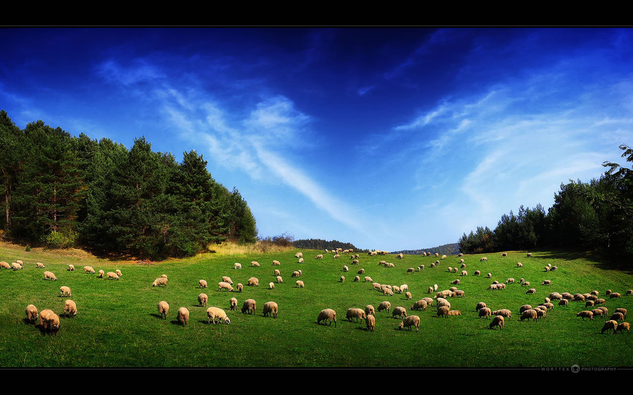 Windows Vista Wallpaper Sheep Land