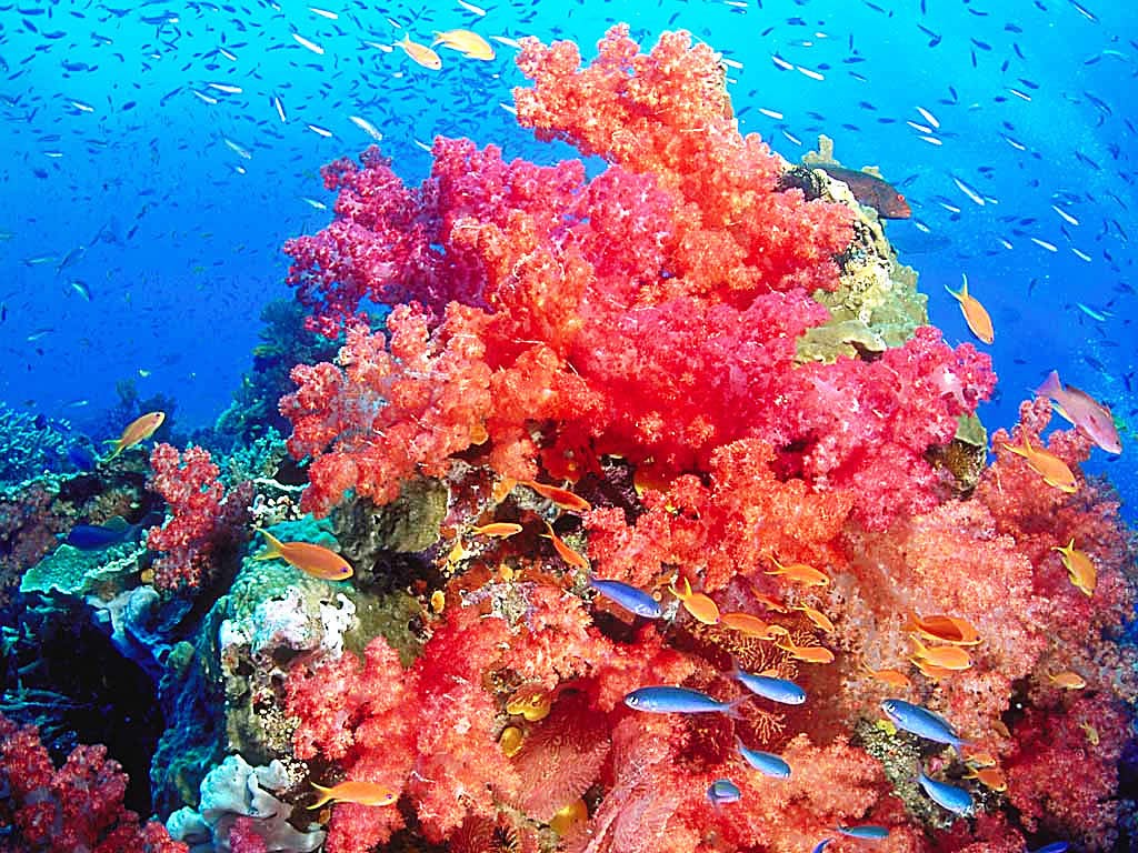 Red Coral Reef Wallpaper For iPad Jpg