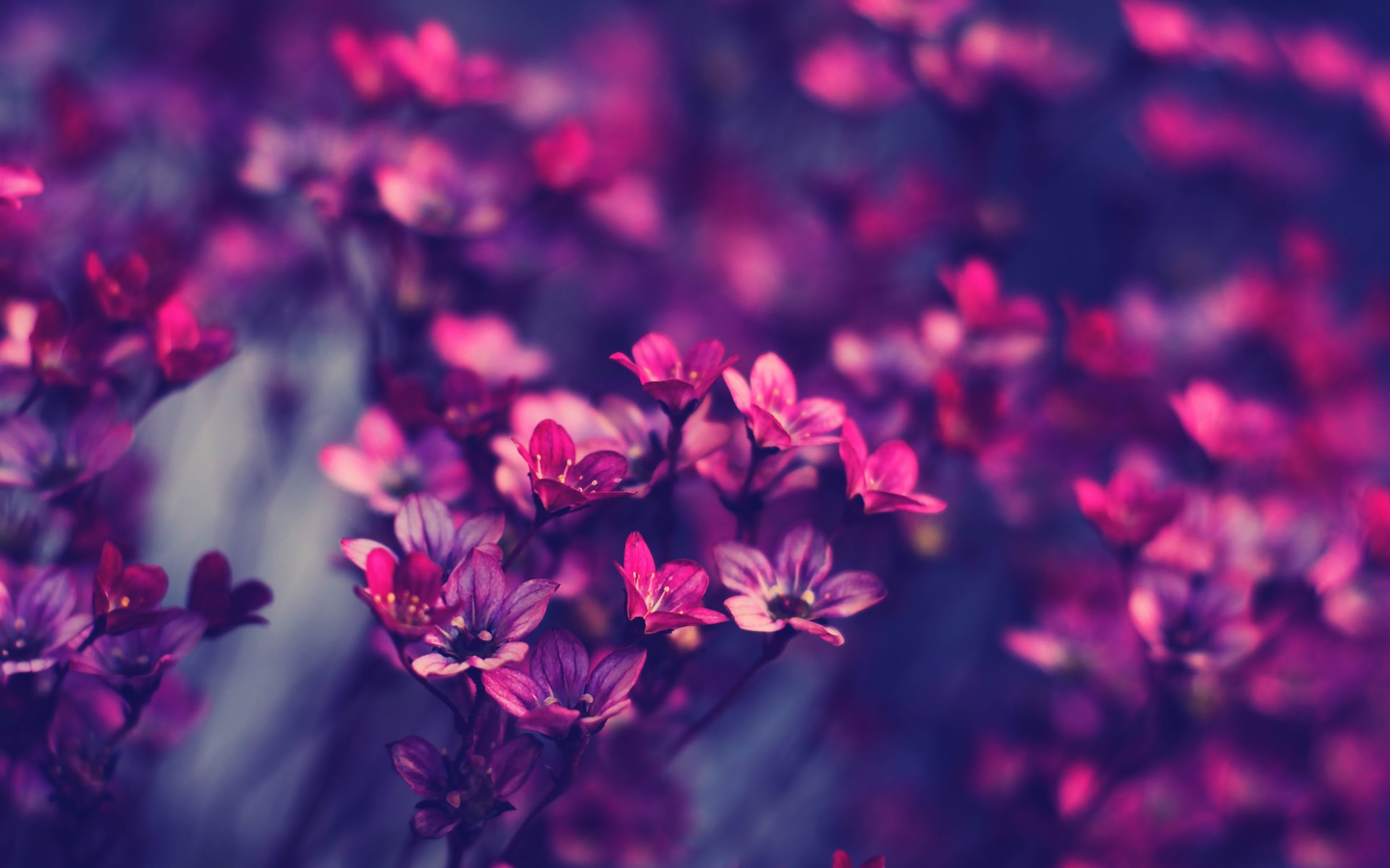 Violet Purple Flowers Wallpaper