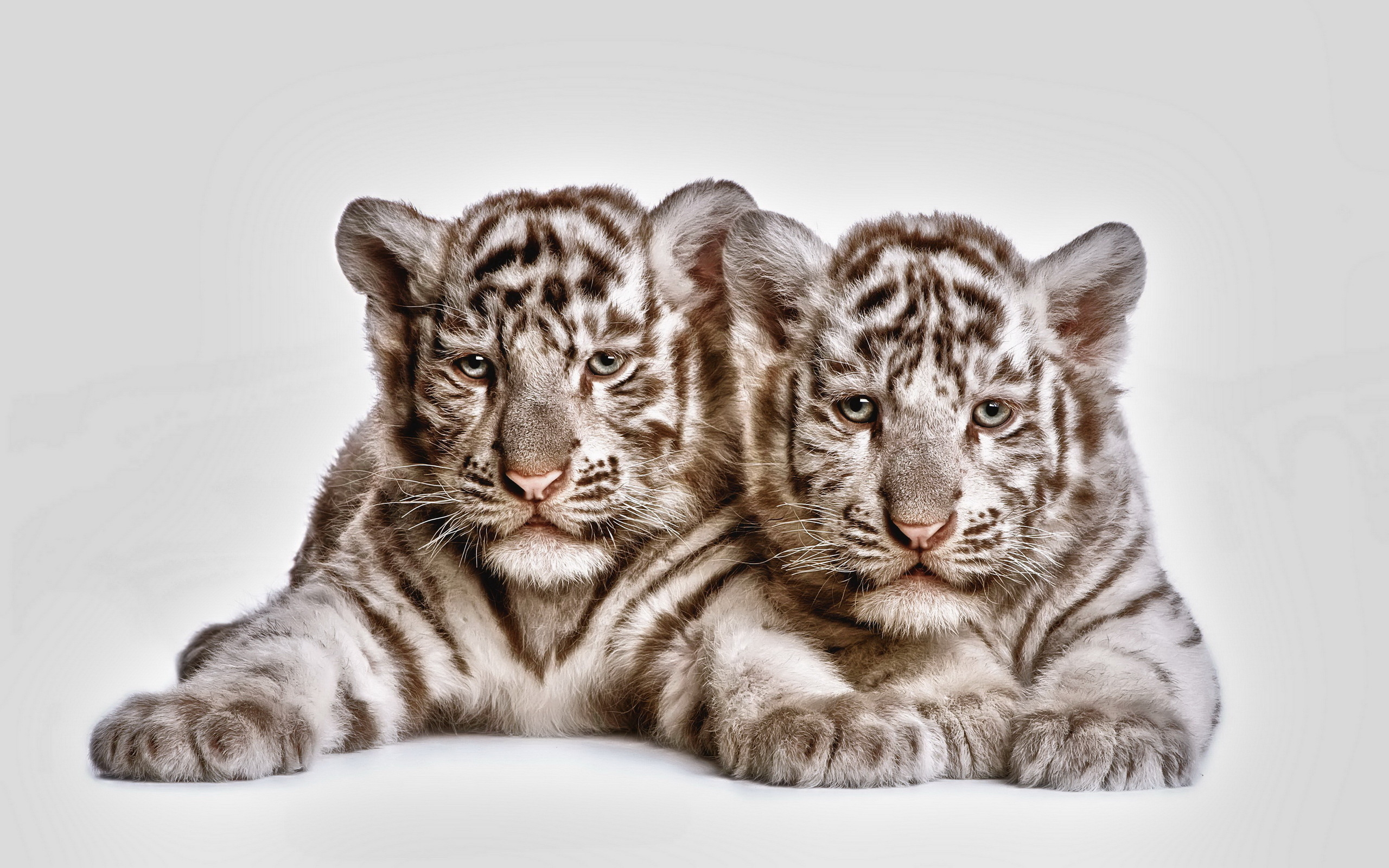 Tow cute white tiger cubs