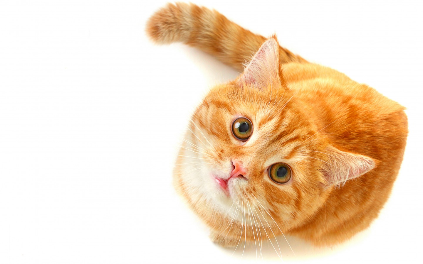 Awesome Cat Wallpaper Picture High Resolution