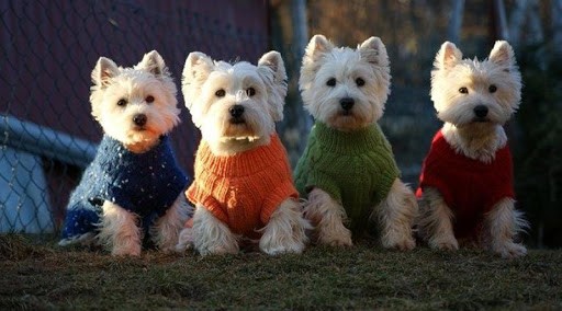 Dog Wallpaper Are You A Fan Of Westie Now This