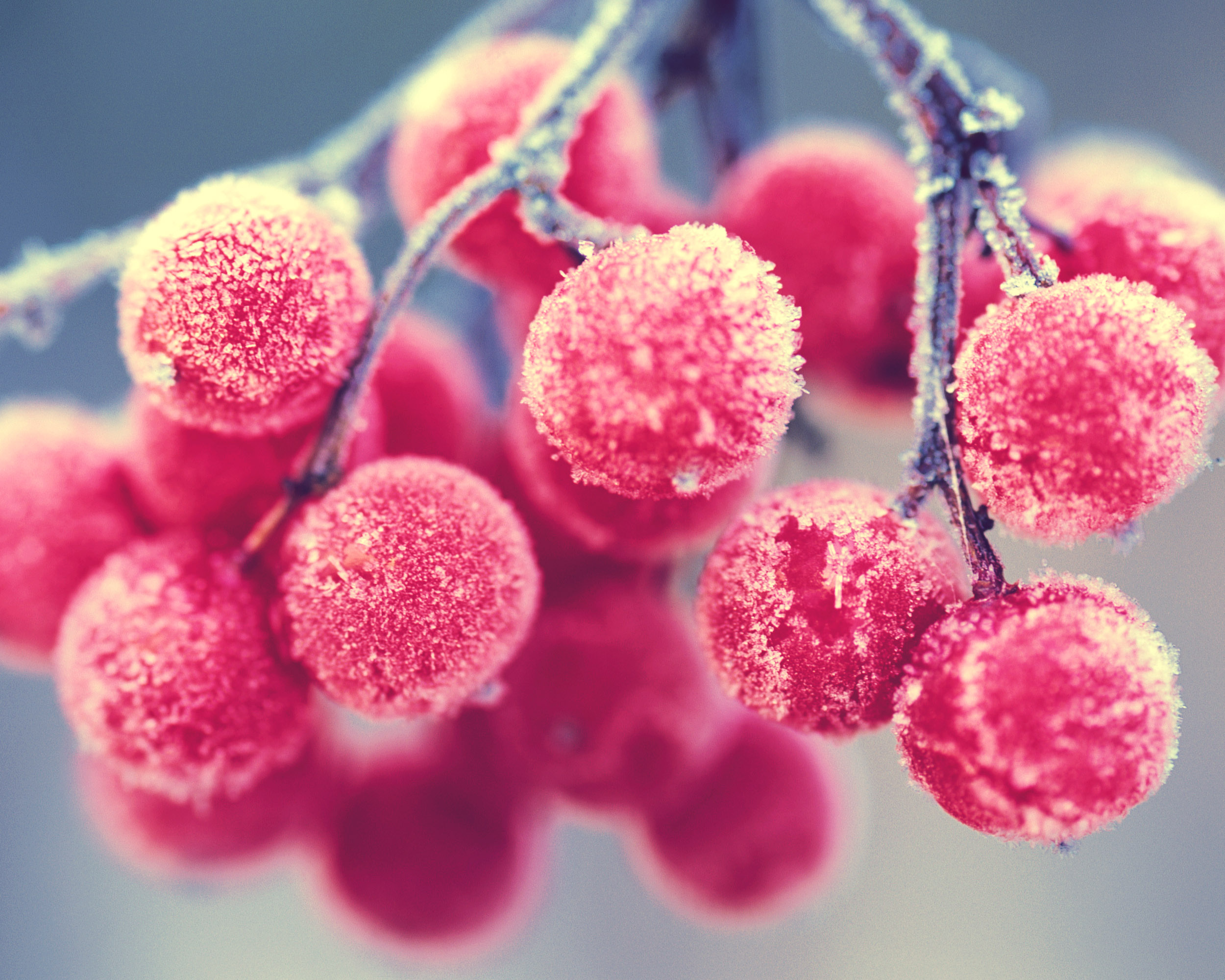 Food Berry HD Wallpaper