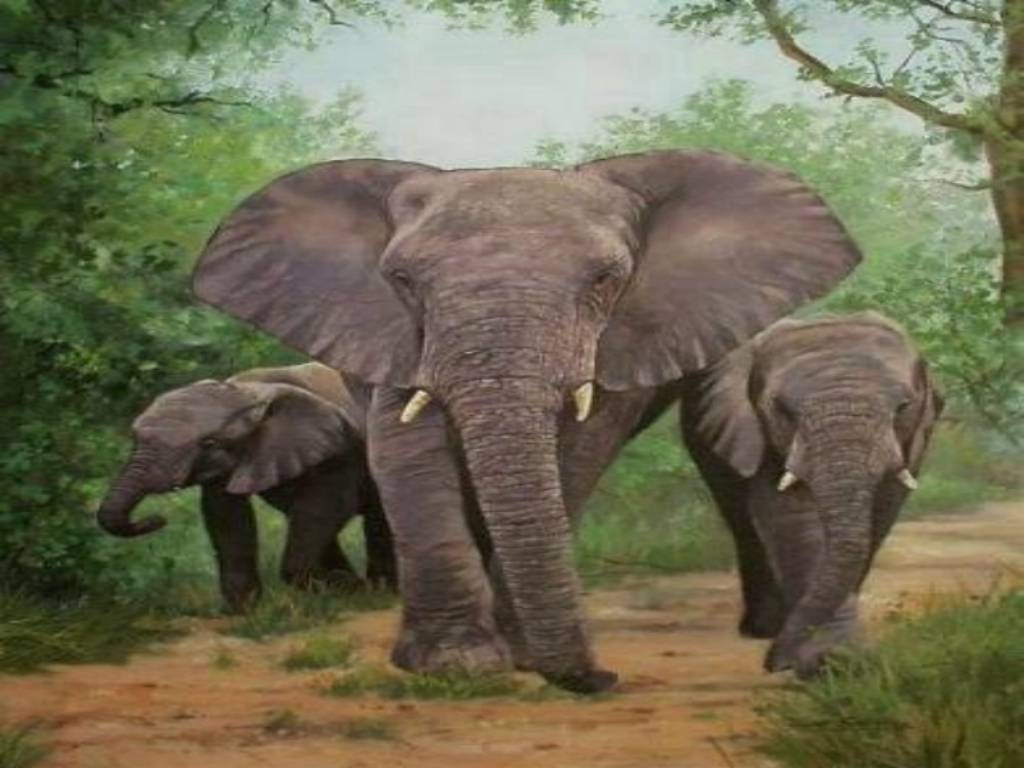 HD Elephants Wallpaper