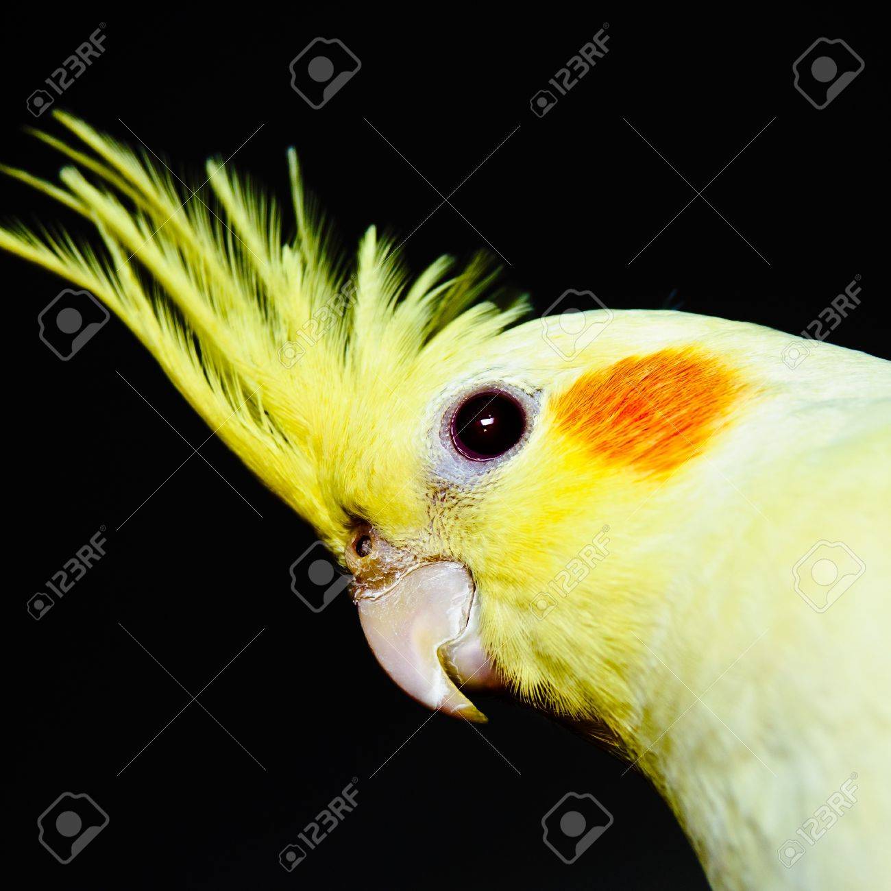Yellow Cockatiel Head Over Dark Background Across Stock Photo