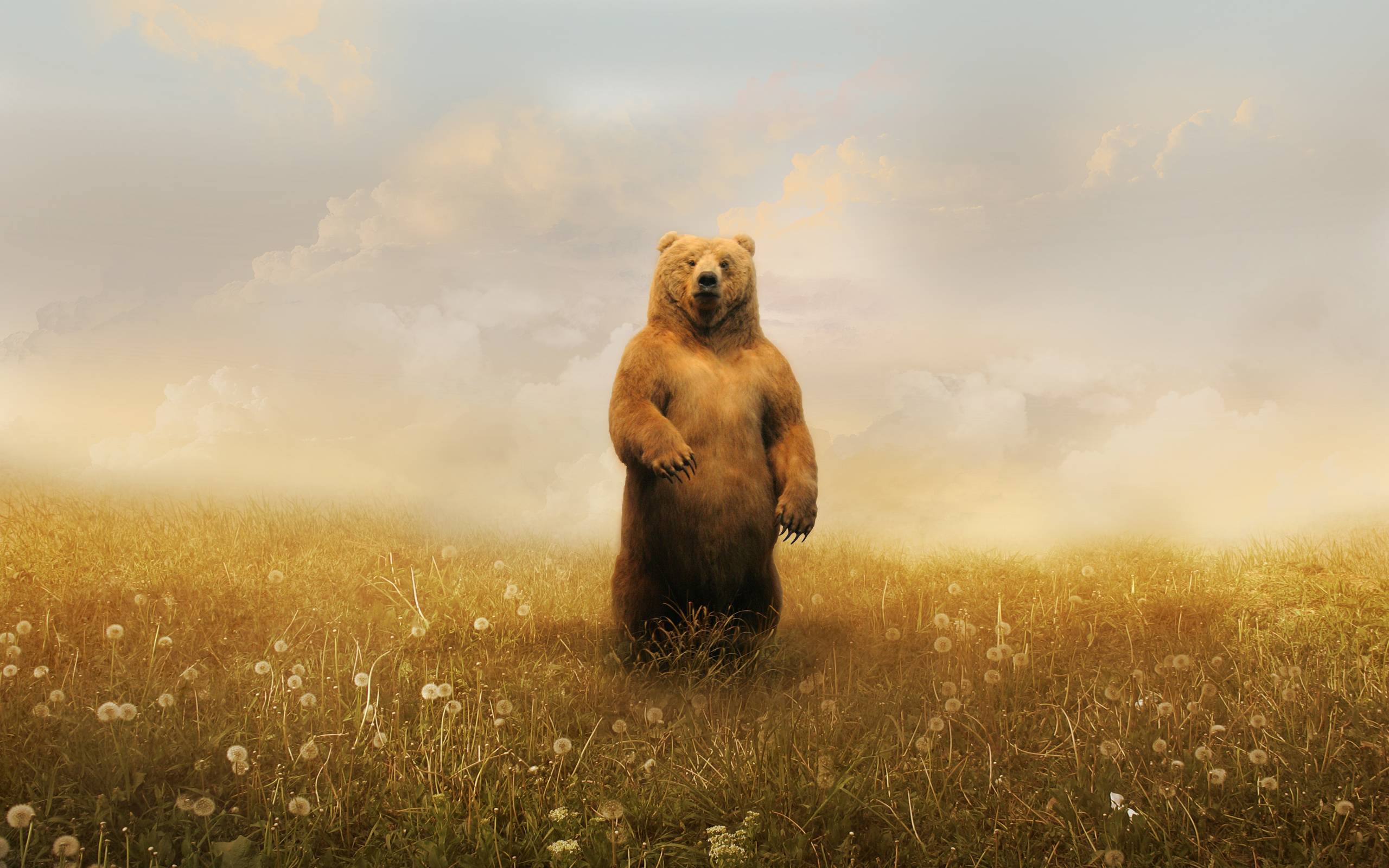 Grizzly Bear Background