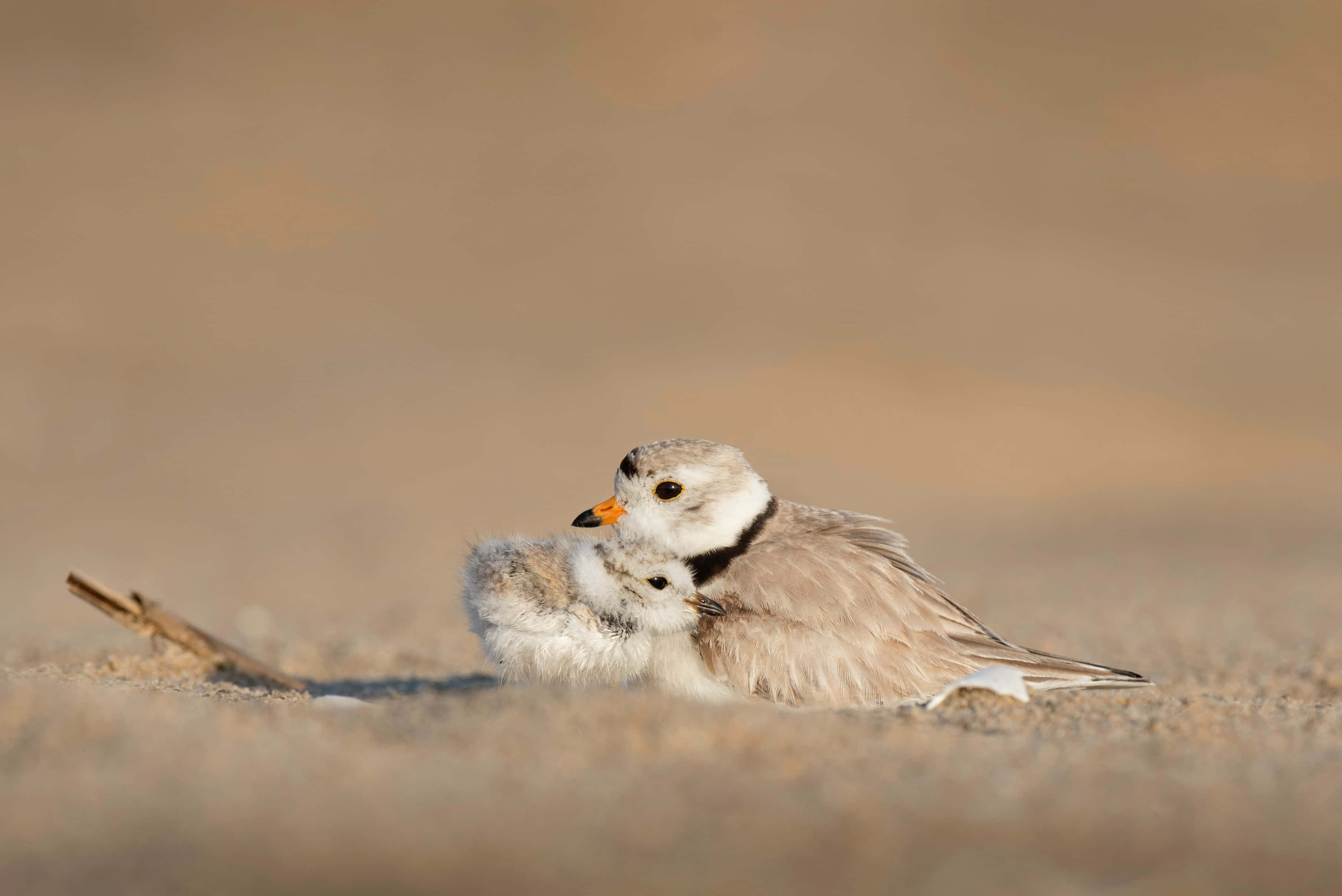 Mother Bird Picture Wallpaper