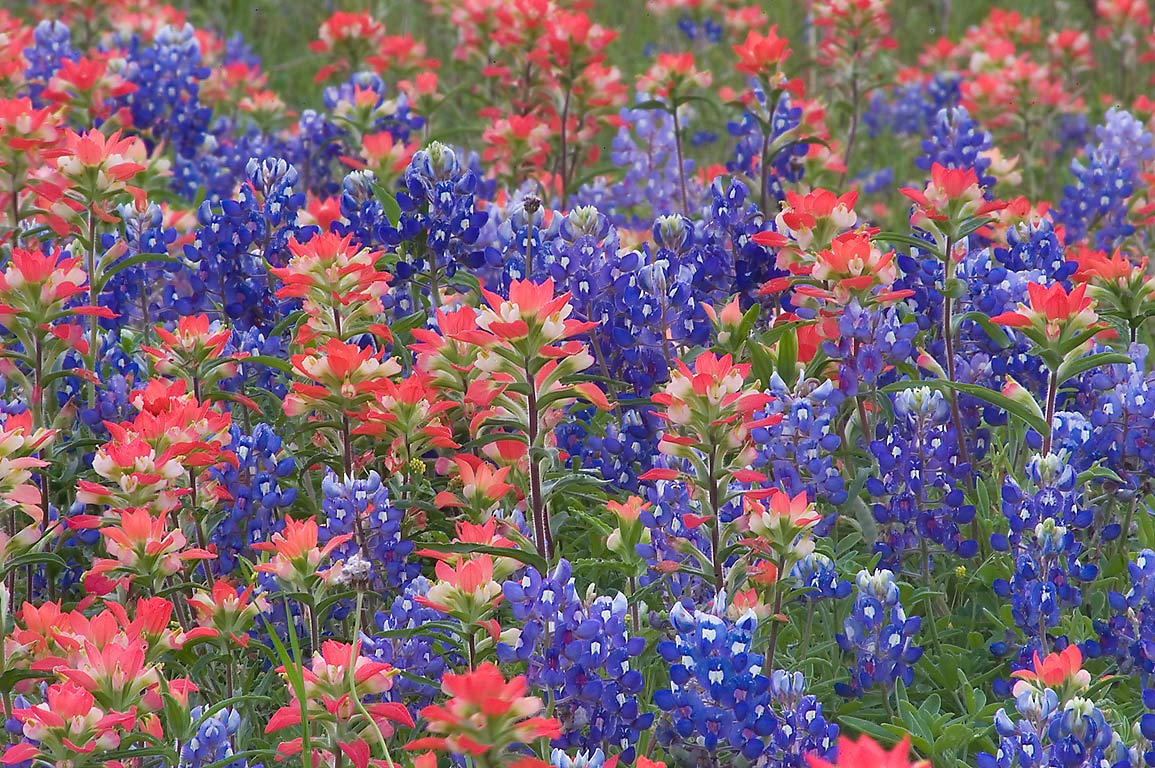 Paintbrush And Bluebon Flowers In Old Baylor Park Independence