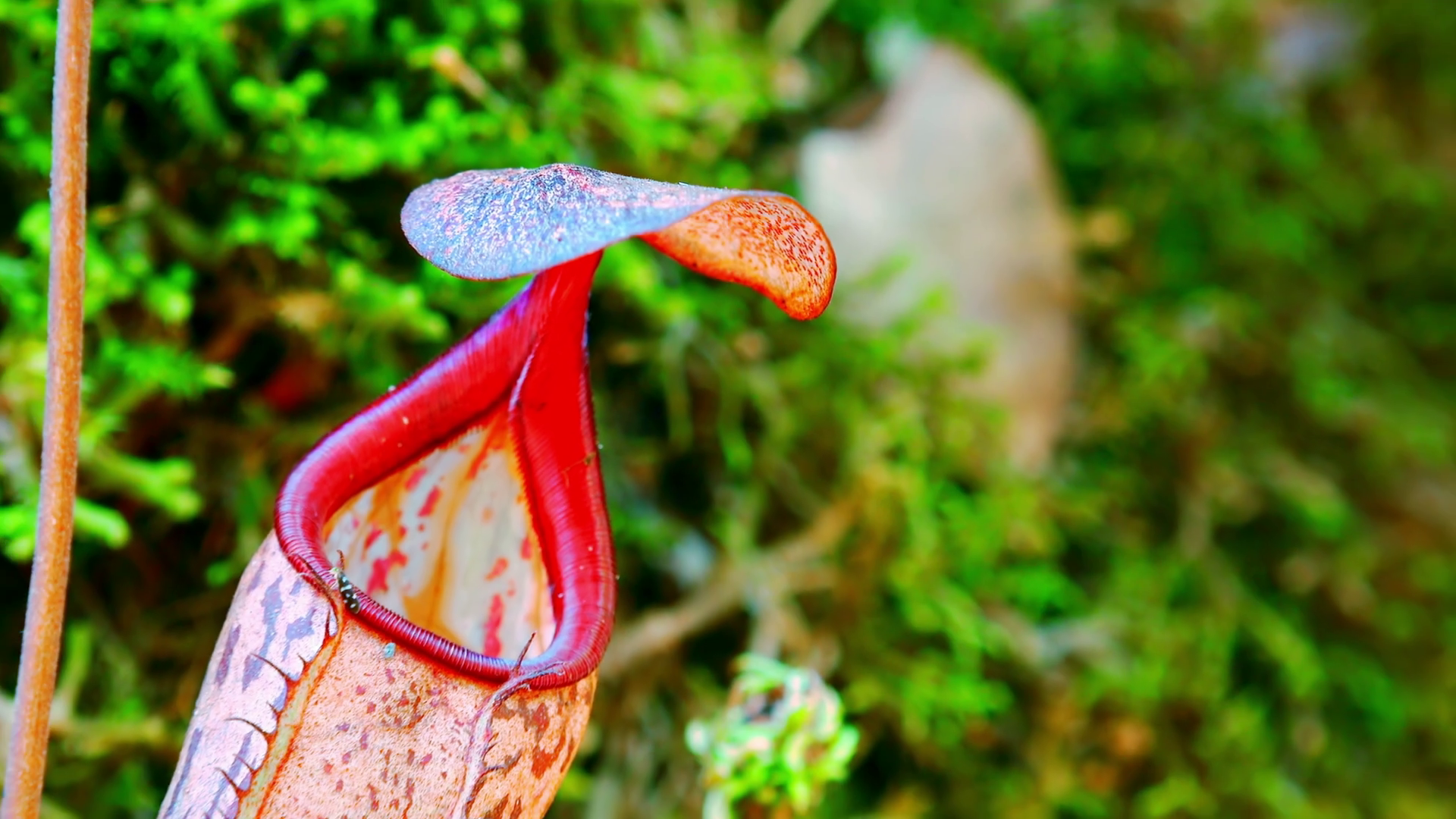 Nepenthes Pitcher Flower Exotic Carnivorous Plant Growing Among