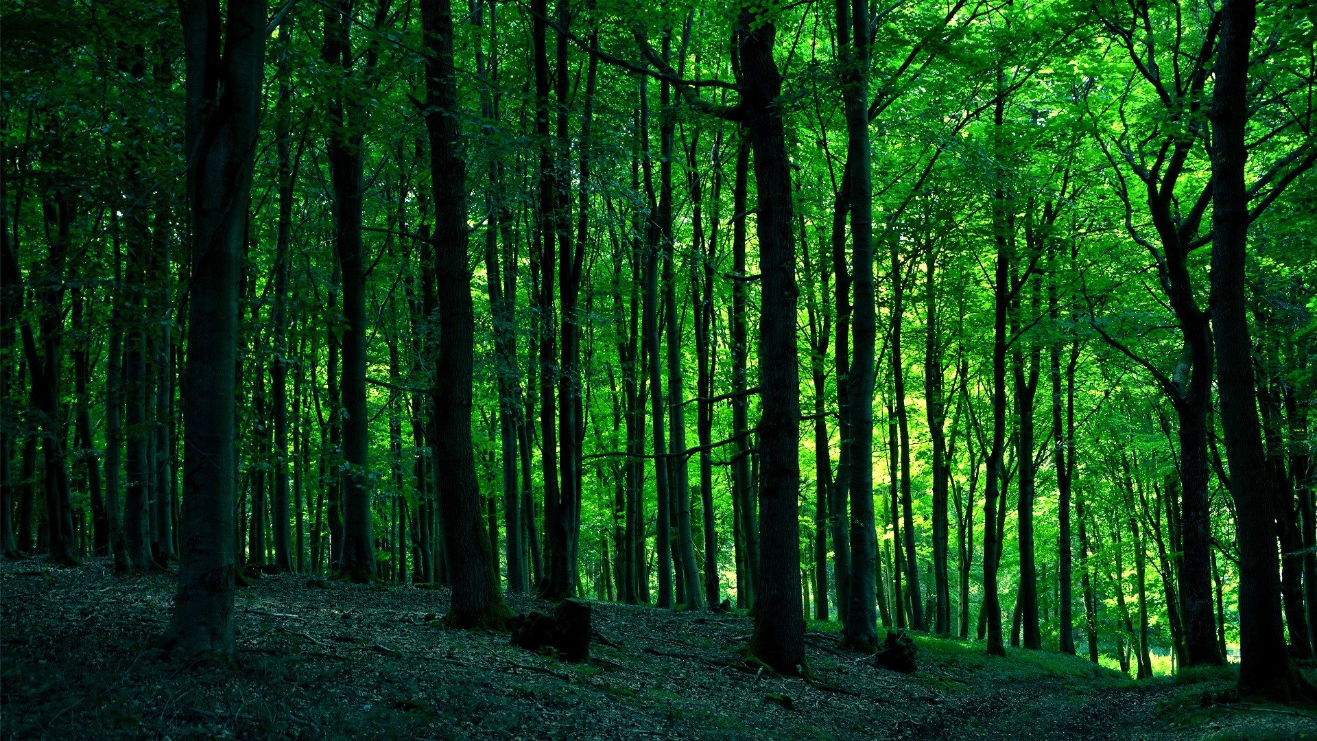 Forest Wallpaper