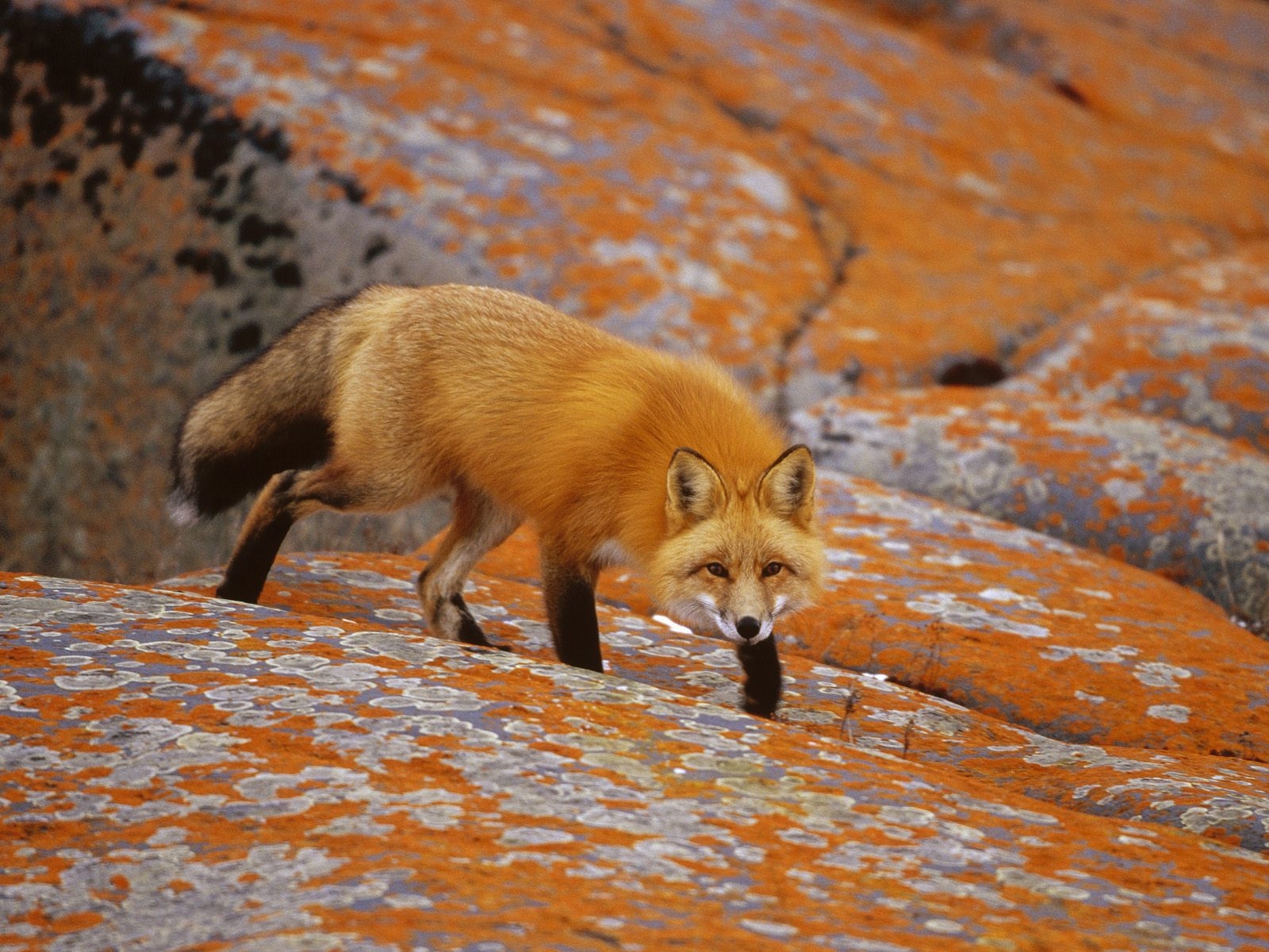 Wallpaper Fox Hunting Rocks Hide