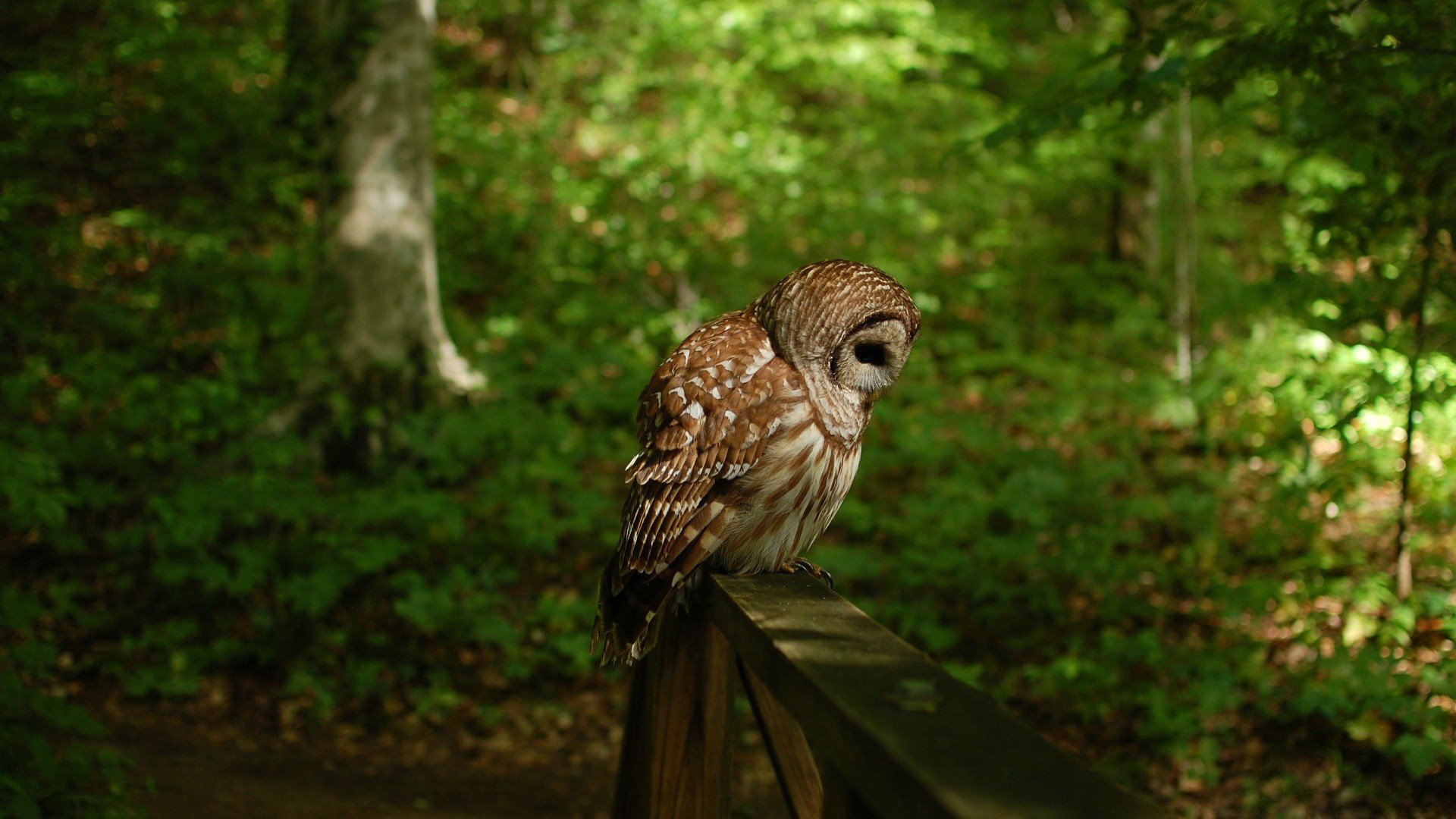 20 Owl Wallpapers Backgrounds Images FreeCreatives