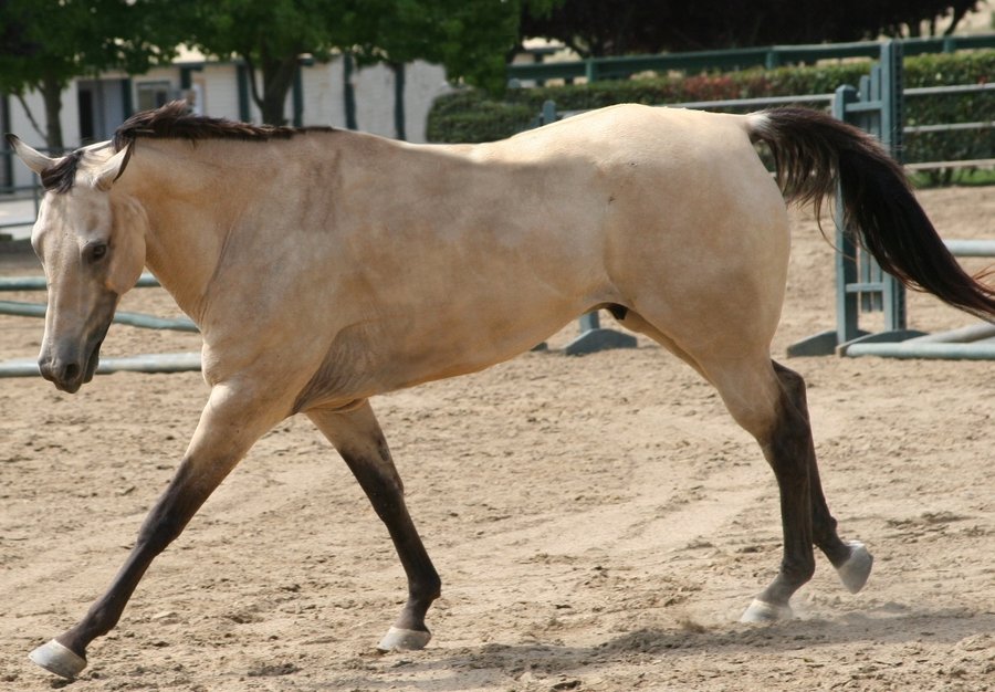 Buckskin Horse Wallpaper Animalgals