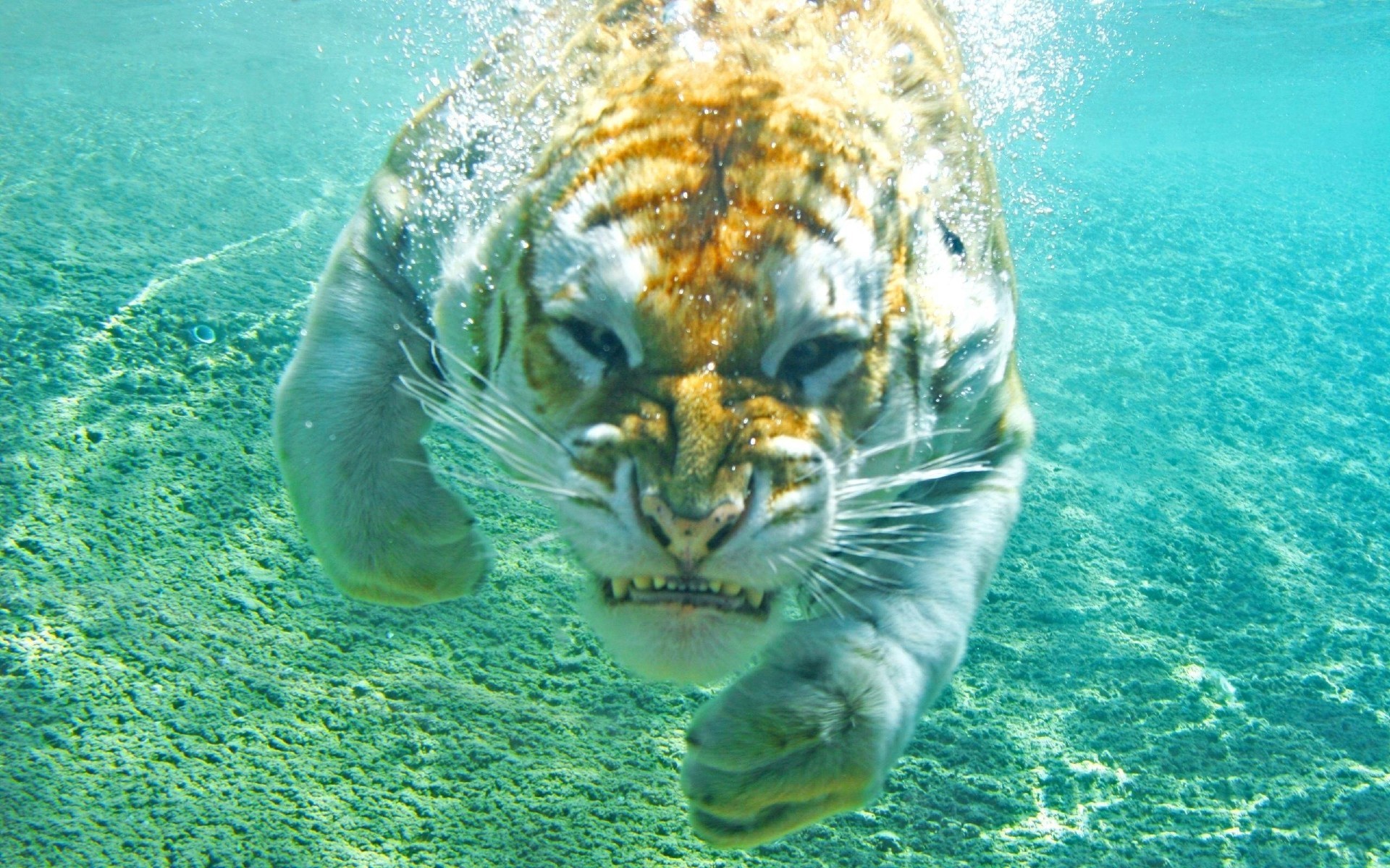 Angry Tiger Under Water Wallpaper And Image