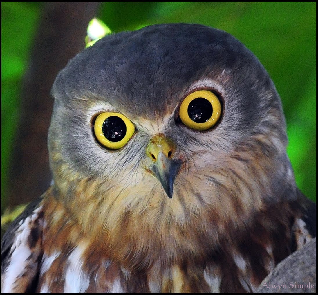 Wallpaper Owls For Desktop Pictures Of