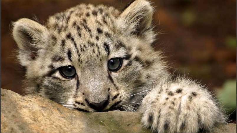 Current Location Home Animals Wild Cute Snow Leopard Wallpaper