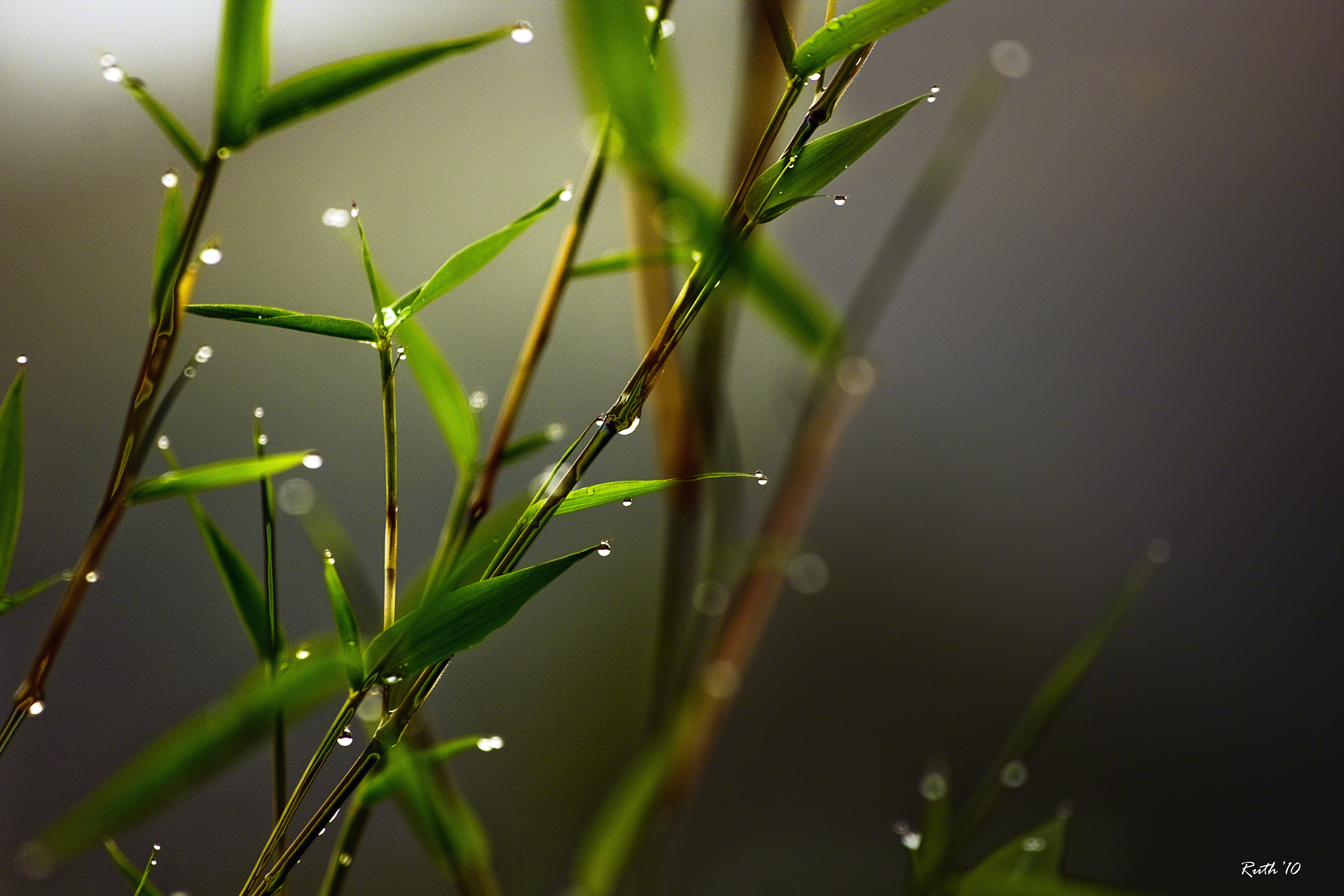 Refreshing Water Drops On Bamboo Wallpaper