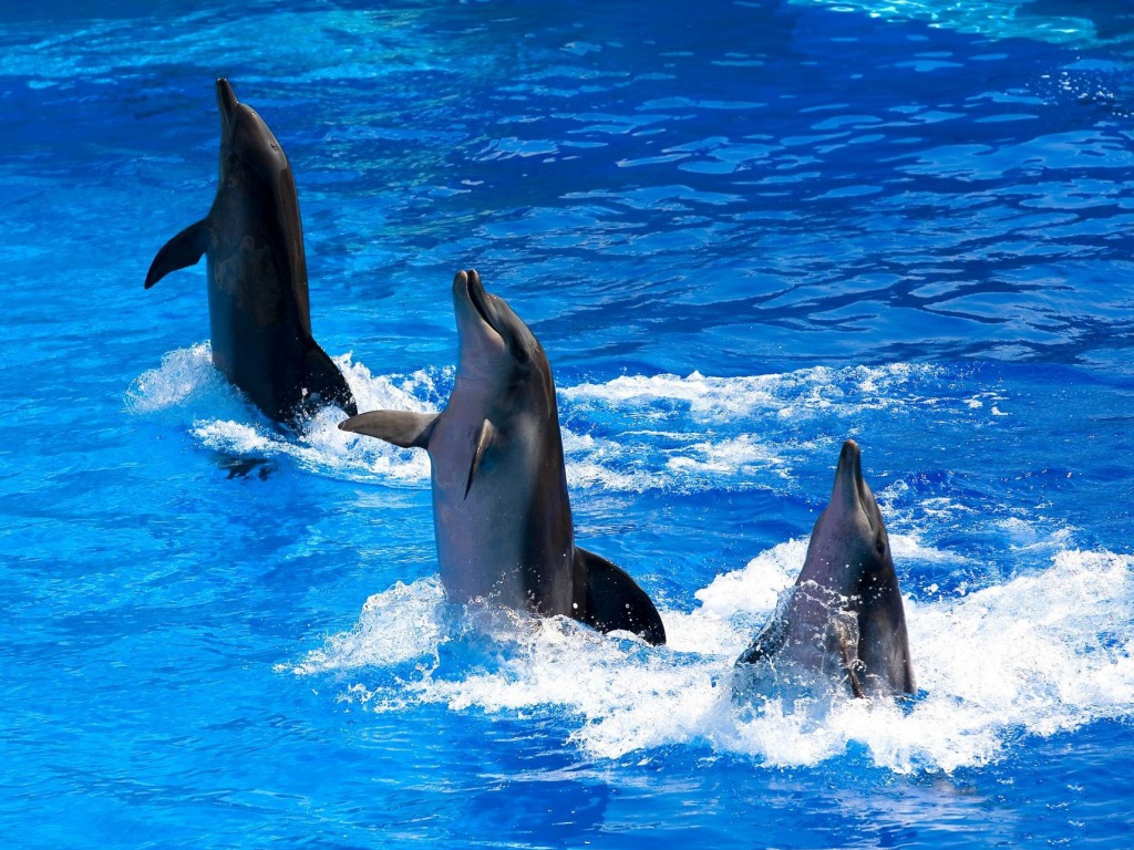 Cute Dancing Dolphins