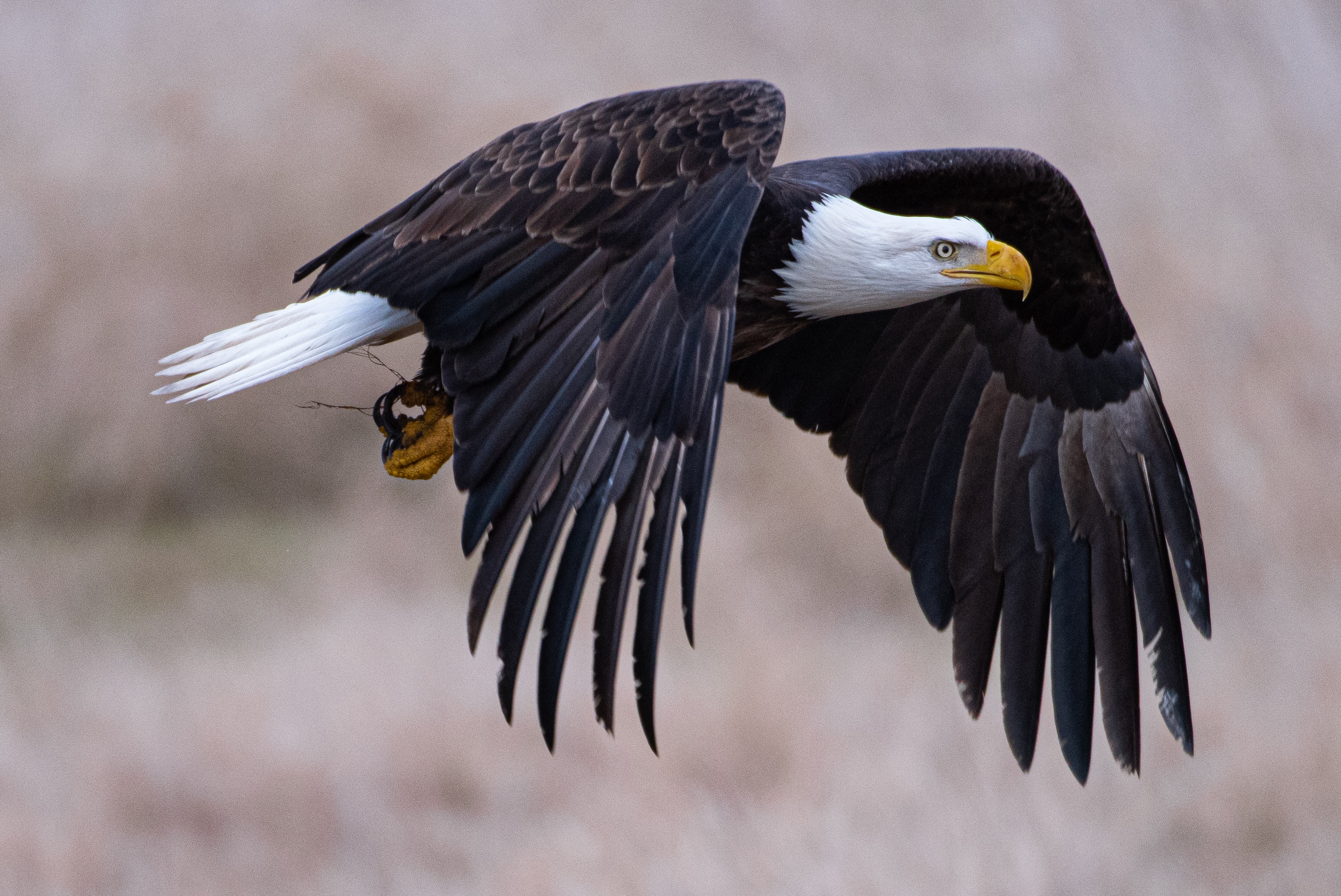 4k Bald Eagle Wallpaper HD Birds Image Photos And Picture