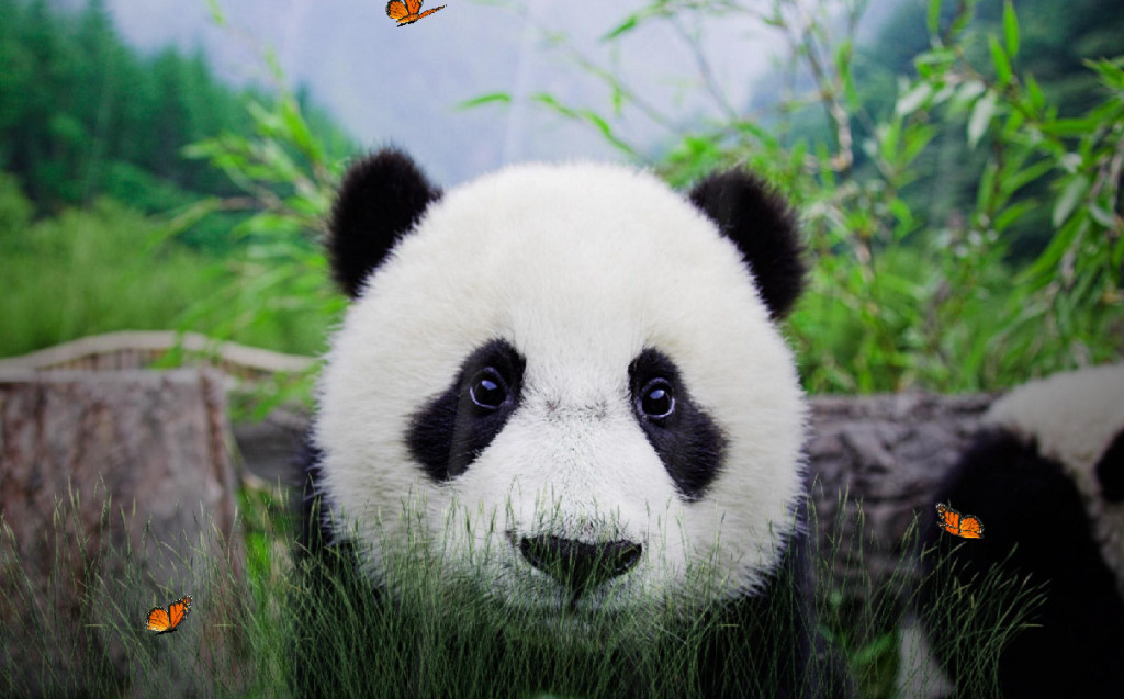 Cute Panda Animated Wallpaper Desktopanimated