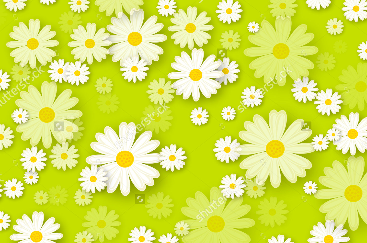 Daisy Background Wallpaper Image Pictures