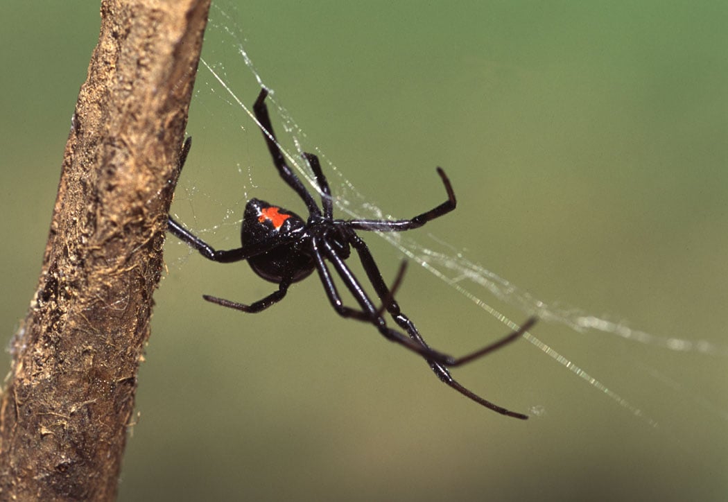 Black Widow Spider Wallpaper 13