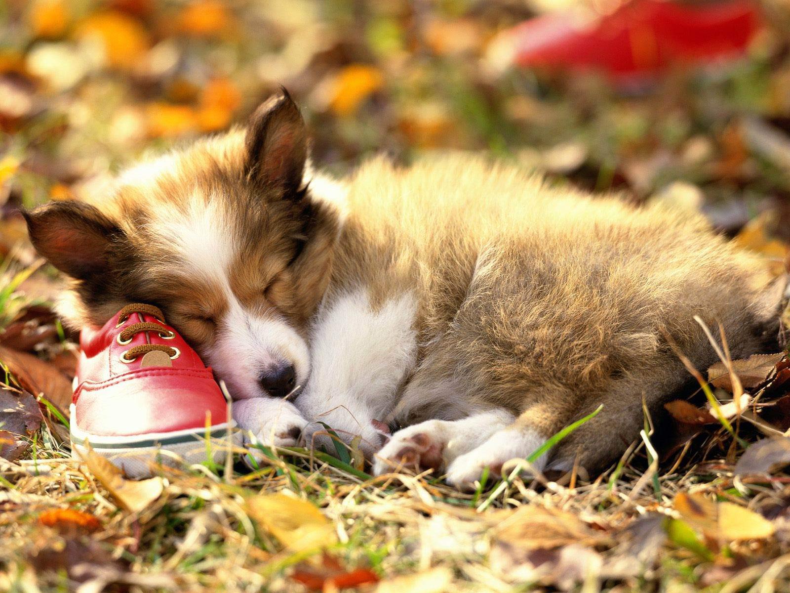 Beautiful Dogs Wallpaper Tiptop 3d HD Collection