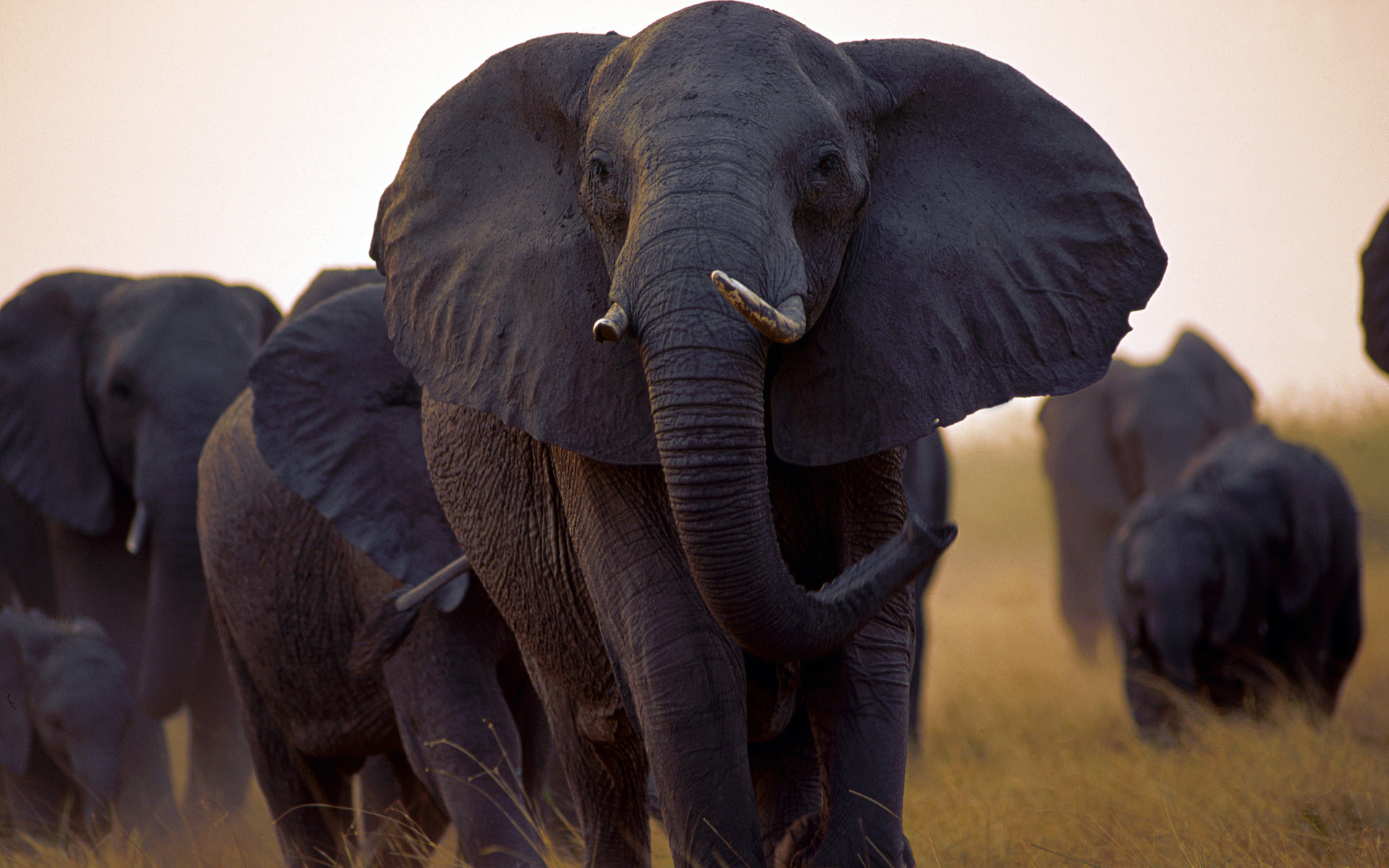 Animals Of Africa Wallpaper